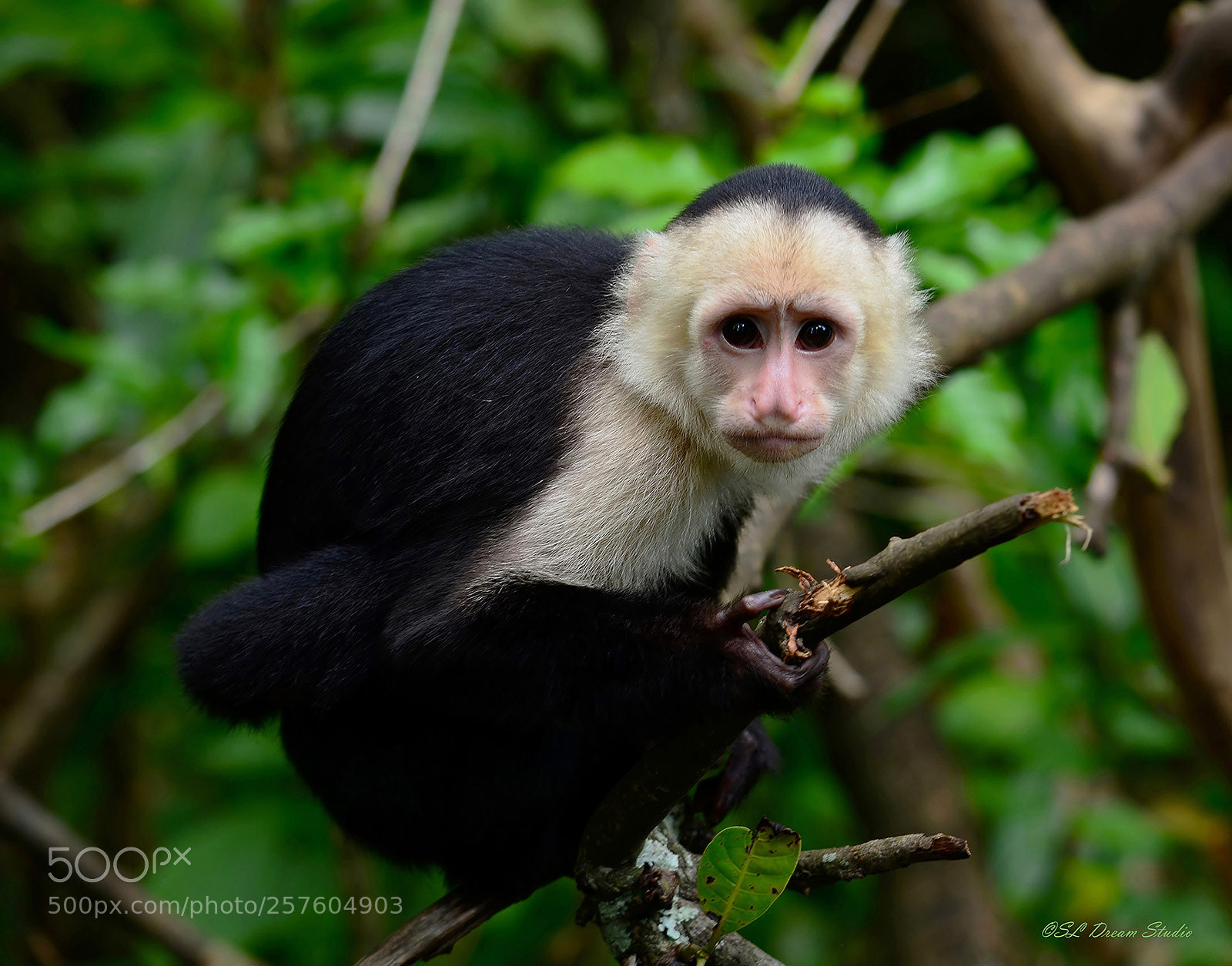 Nikon D5100 sample photo. Capuchin monkey photography