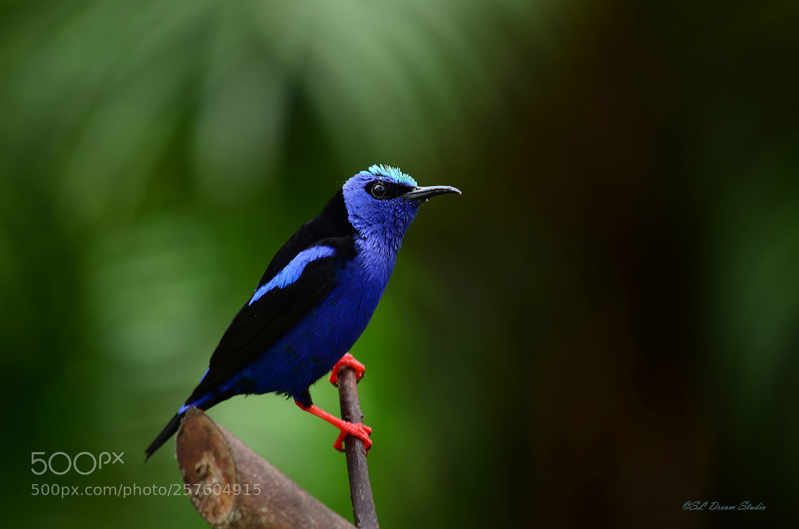 Nikon D5100 sample photo. Red legged honeycreeper photography