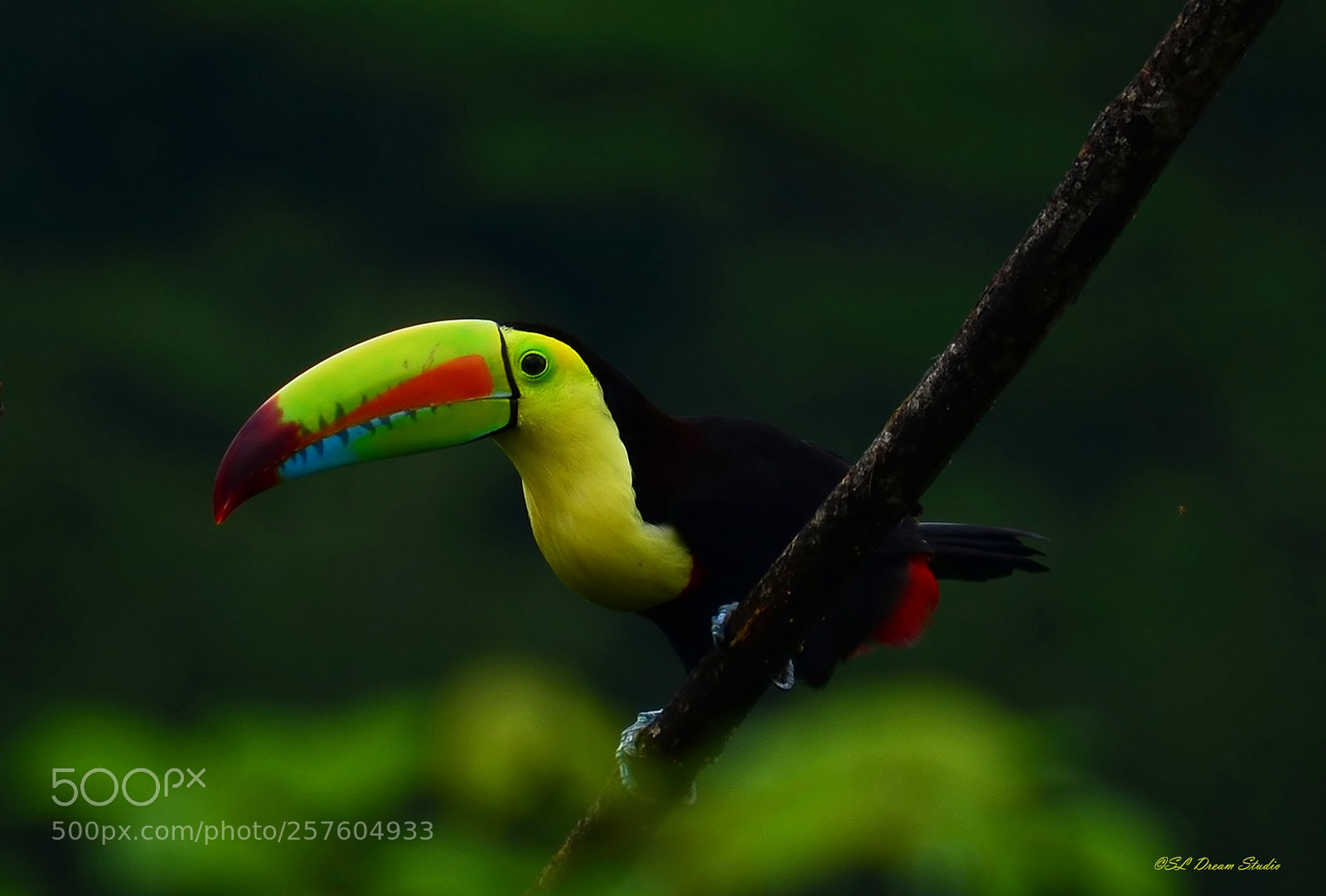 Nikon D5100 sample photo. Keel-billed toucan photography
