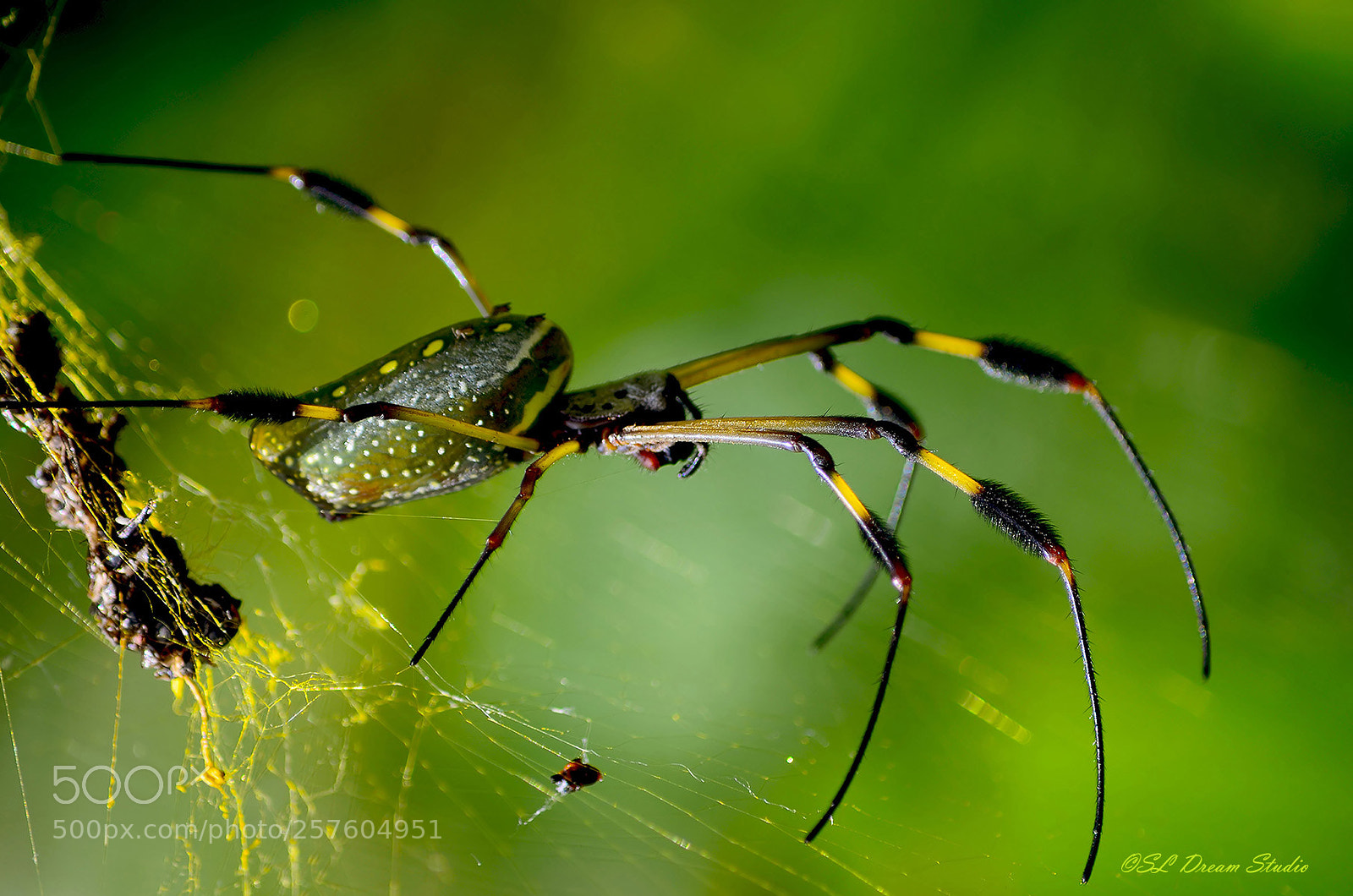 Nikon D5100 sample photo. Golden orb weaver spider photography