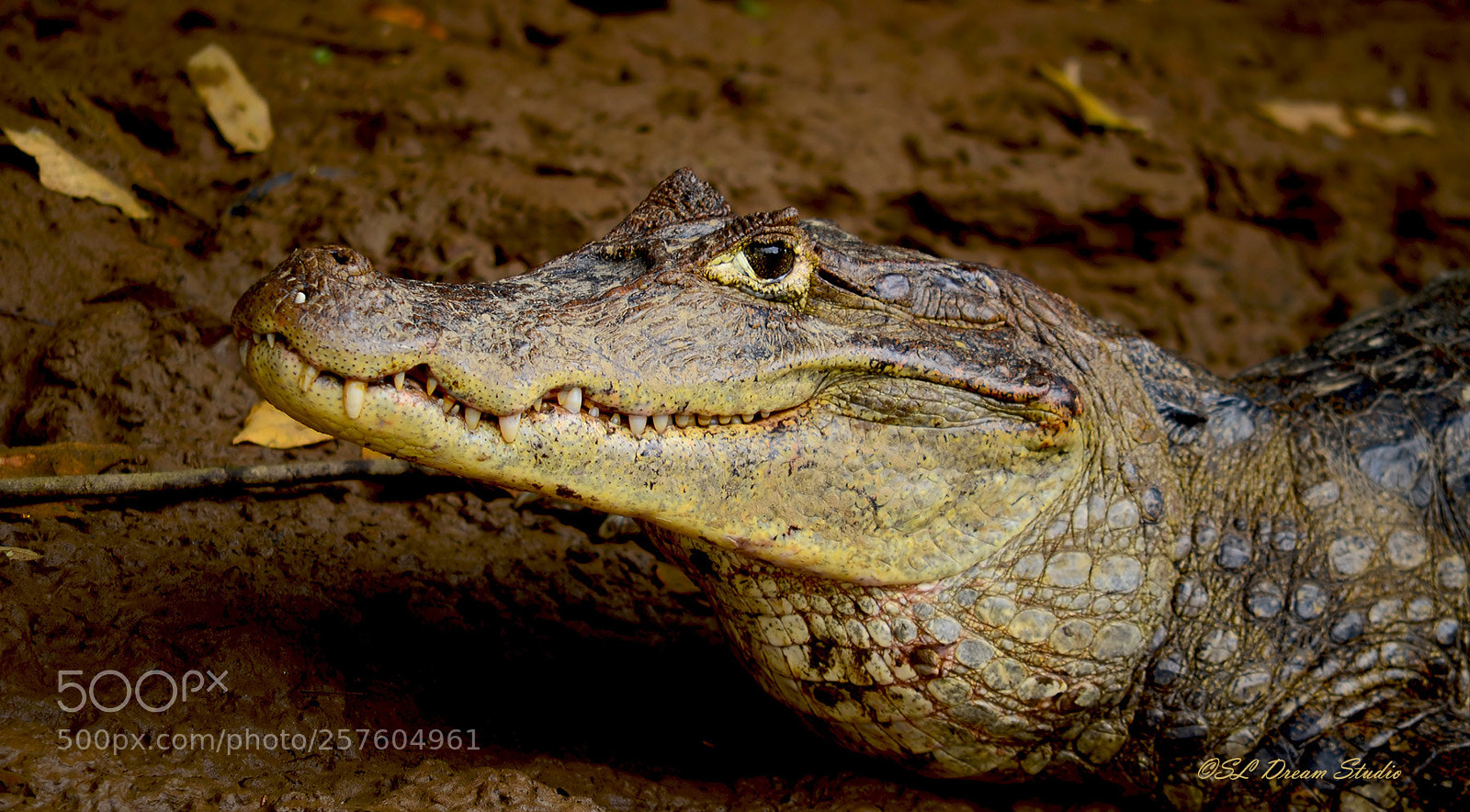 Nikon D5100 sample photo. Gator photography