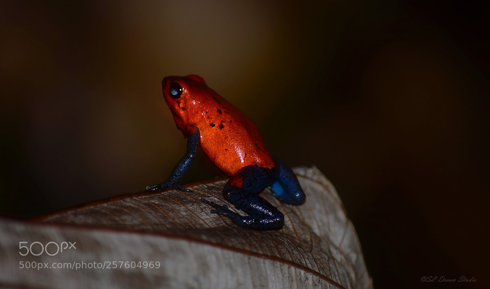 Nikon D5100 sample photo. Poison bluejean darft frog photography