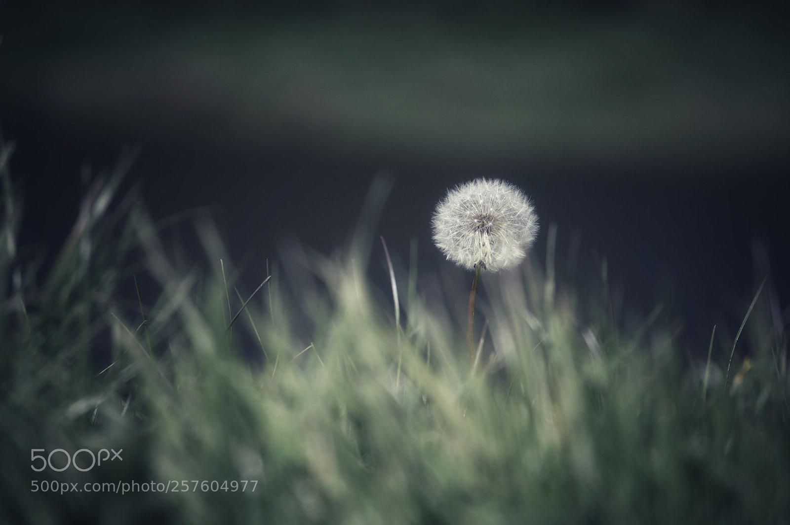 Sony Alpha a5000 (ILCE 5000) sample photo. Dandelion freedom photography