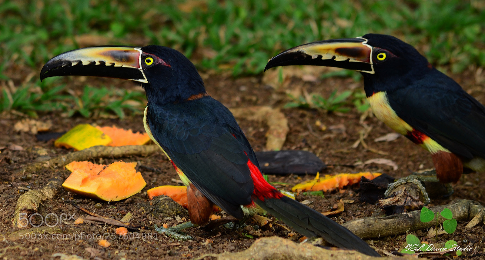 Nikon D5100 sample photo. Fiery billed aracari photography