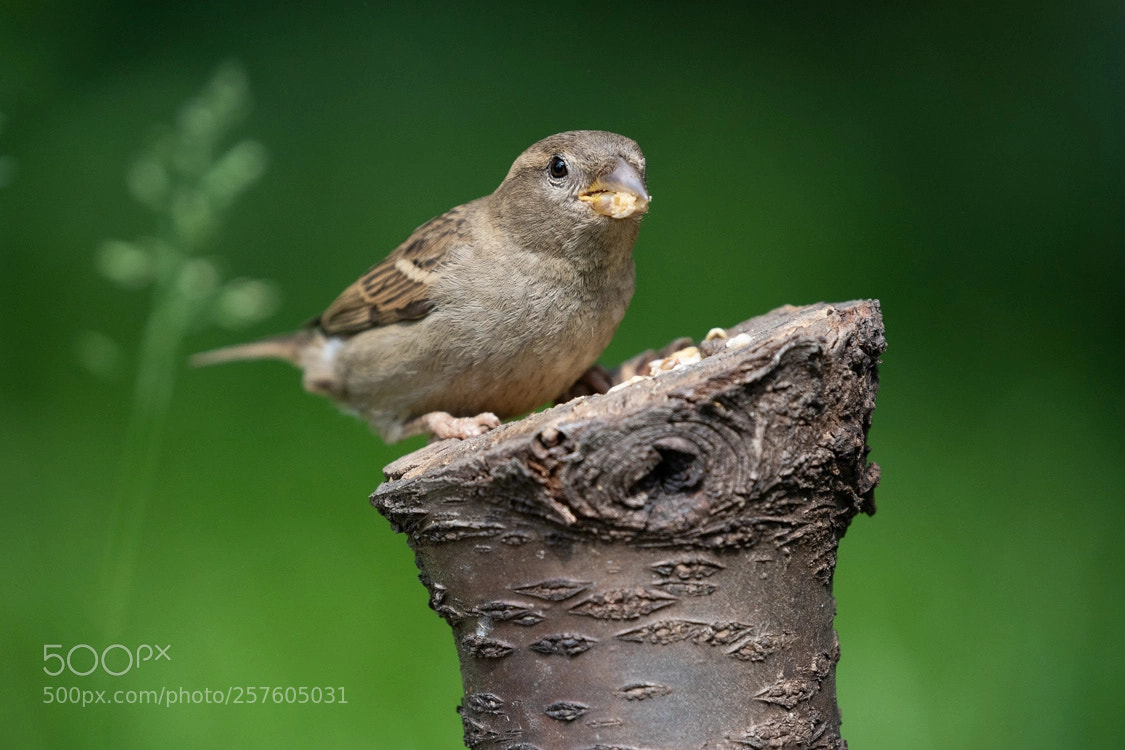 Sony a7 III sample photo. Bird photography