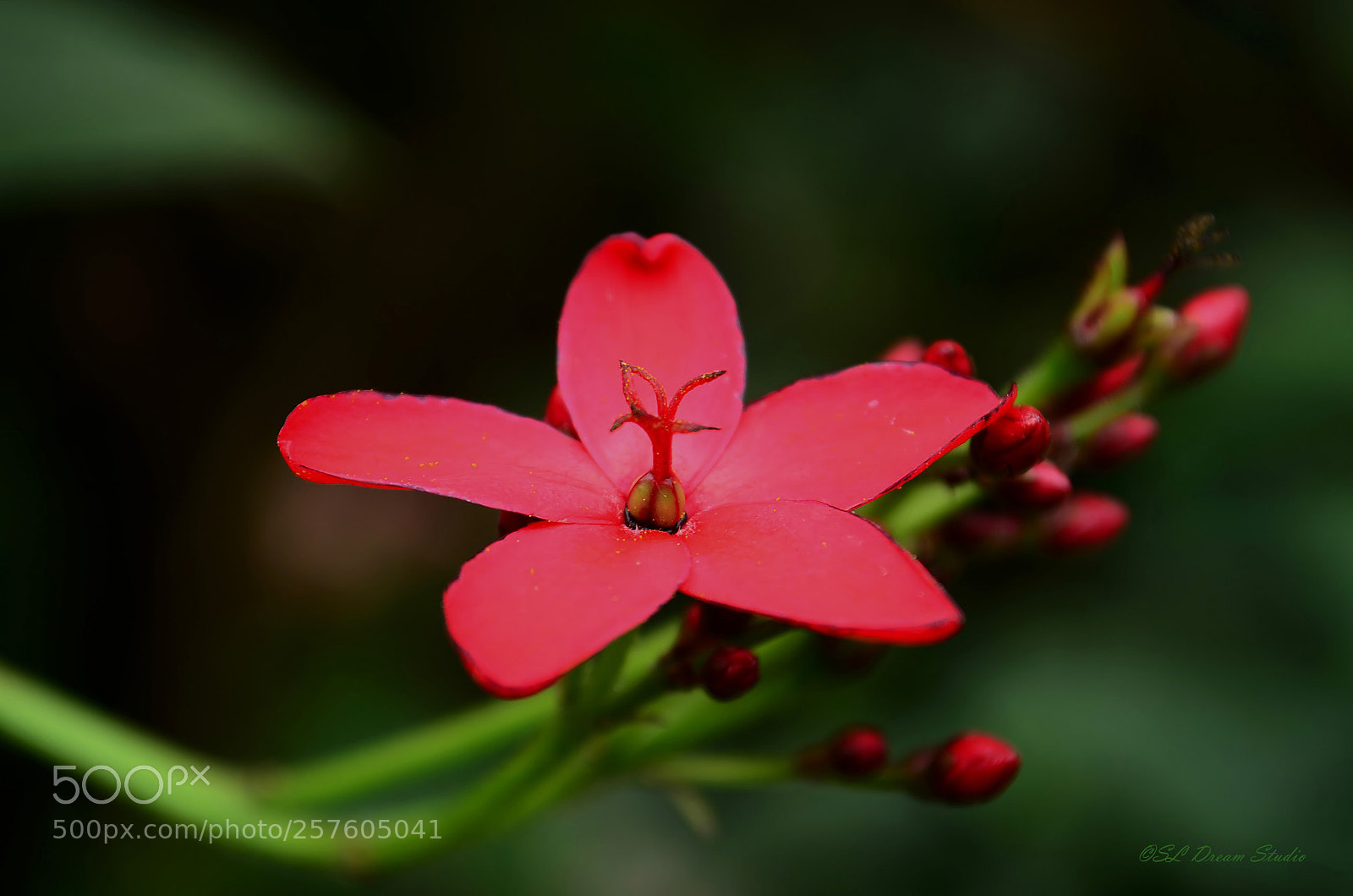 Nikon D5100 sample photo. Red flower photography