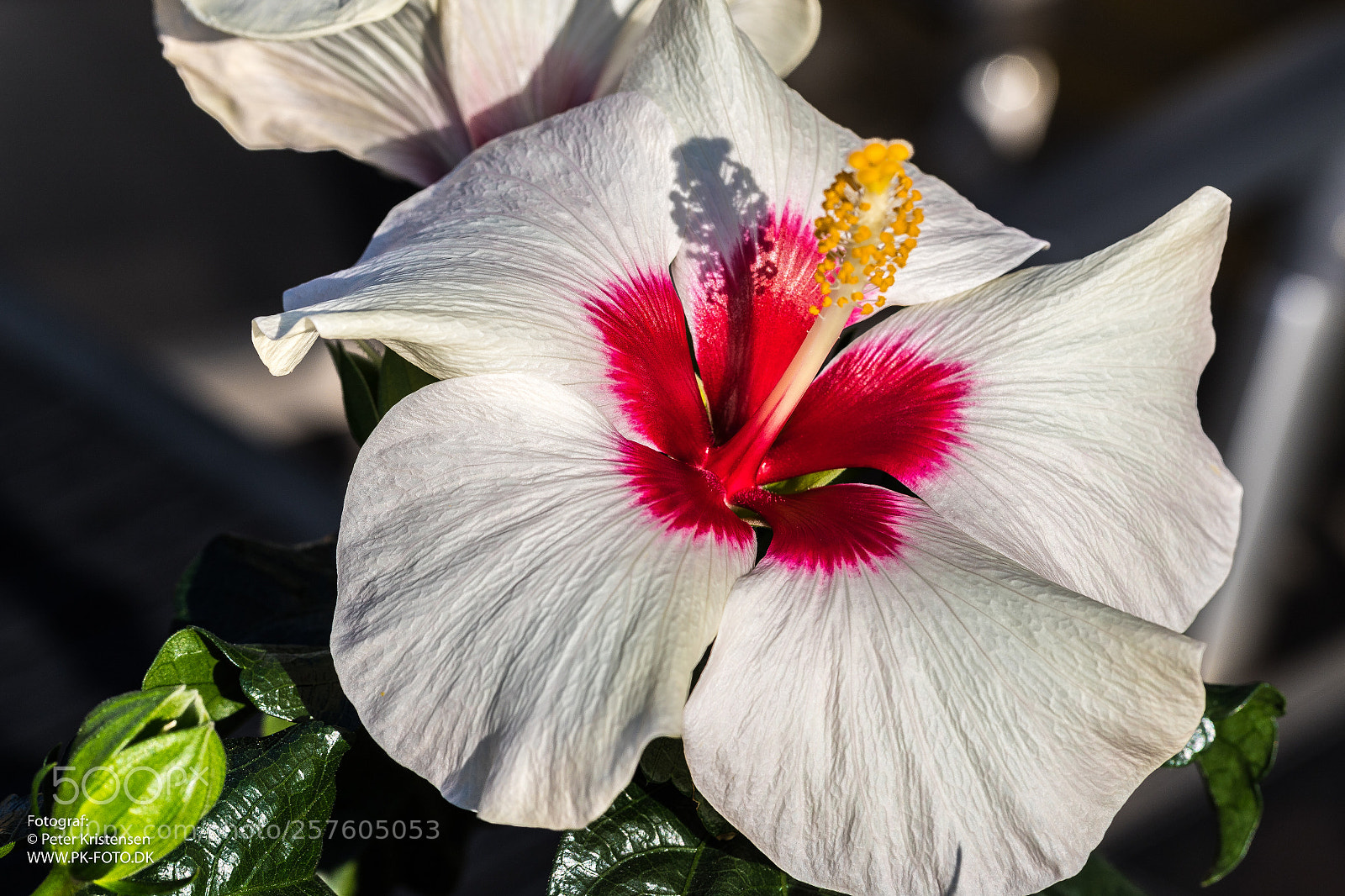 Canon EOS 6D Mark II sample photo. Flower photography