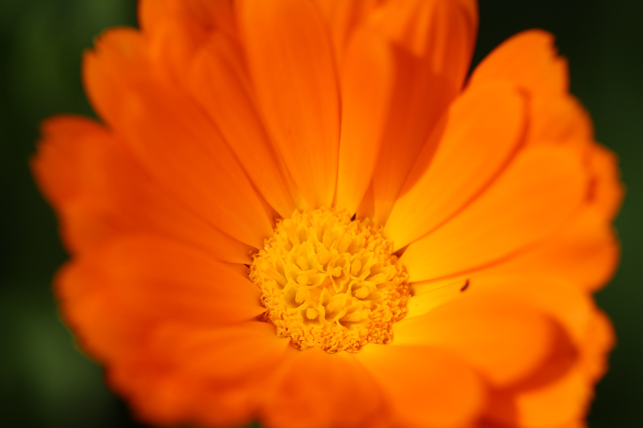 Canon EF 100mm F2.8 Macro USM sample photo. Orange daisy photography