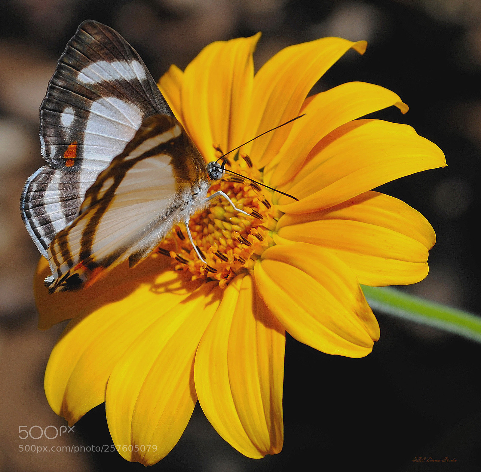 Nikon D3000 sample photo. Butterfly photography