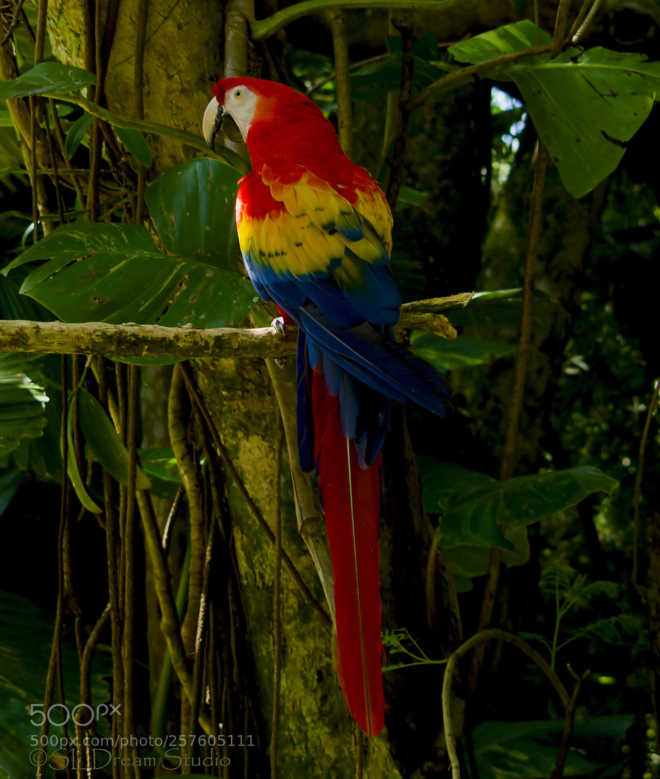Nikon D5100 sample photo. Scarlet macaw photography