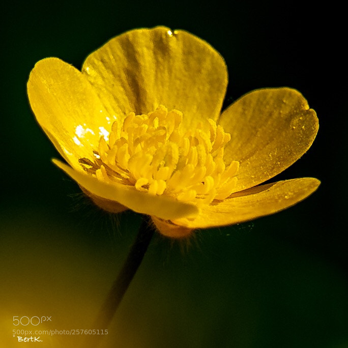 Nikon D500 sample photo.  buttercup. photography