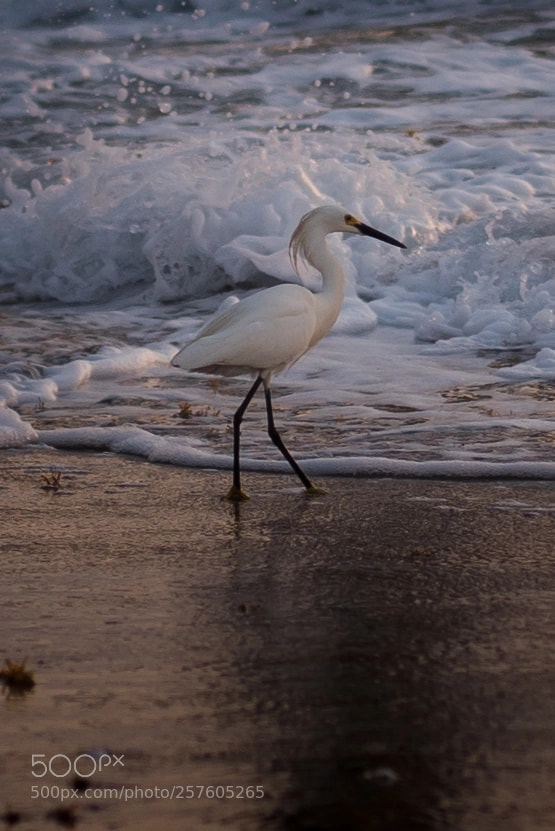 Nikon D750 sample photo. Morning jog photography