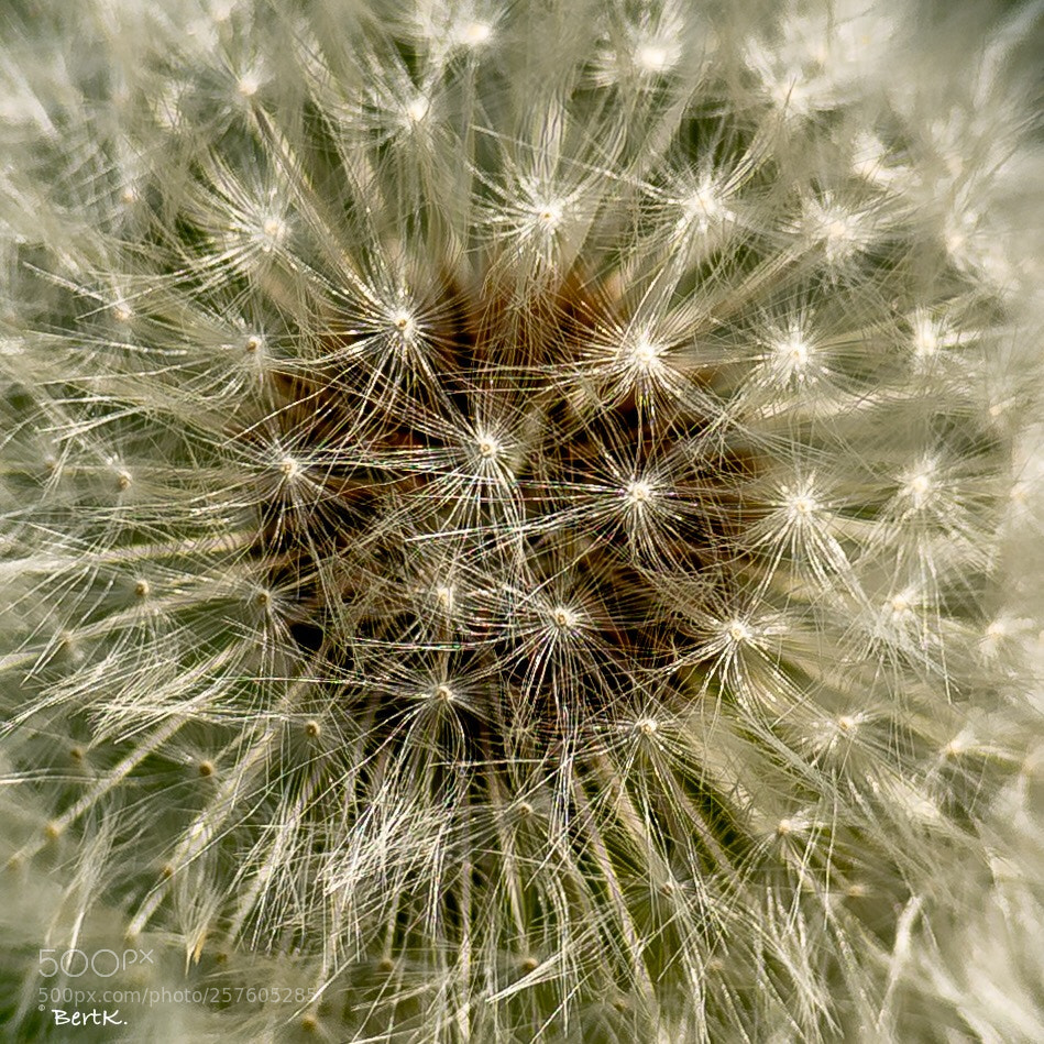 Nikon D500 sample photo. Dandelion photography