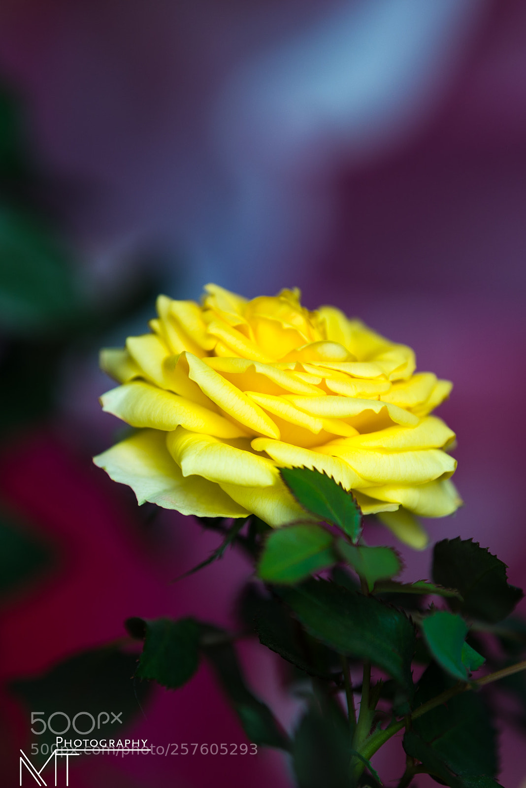 Nikon D750 sample photo. It's about mood shape photography