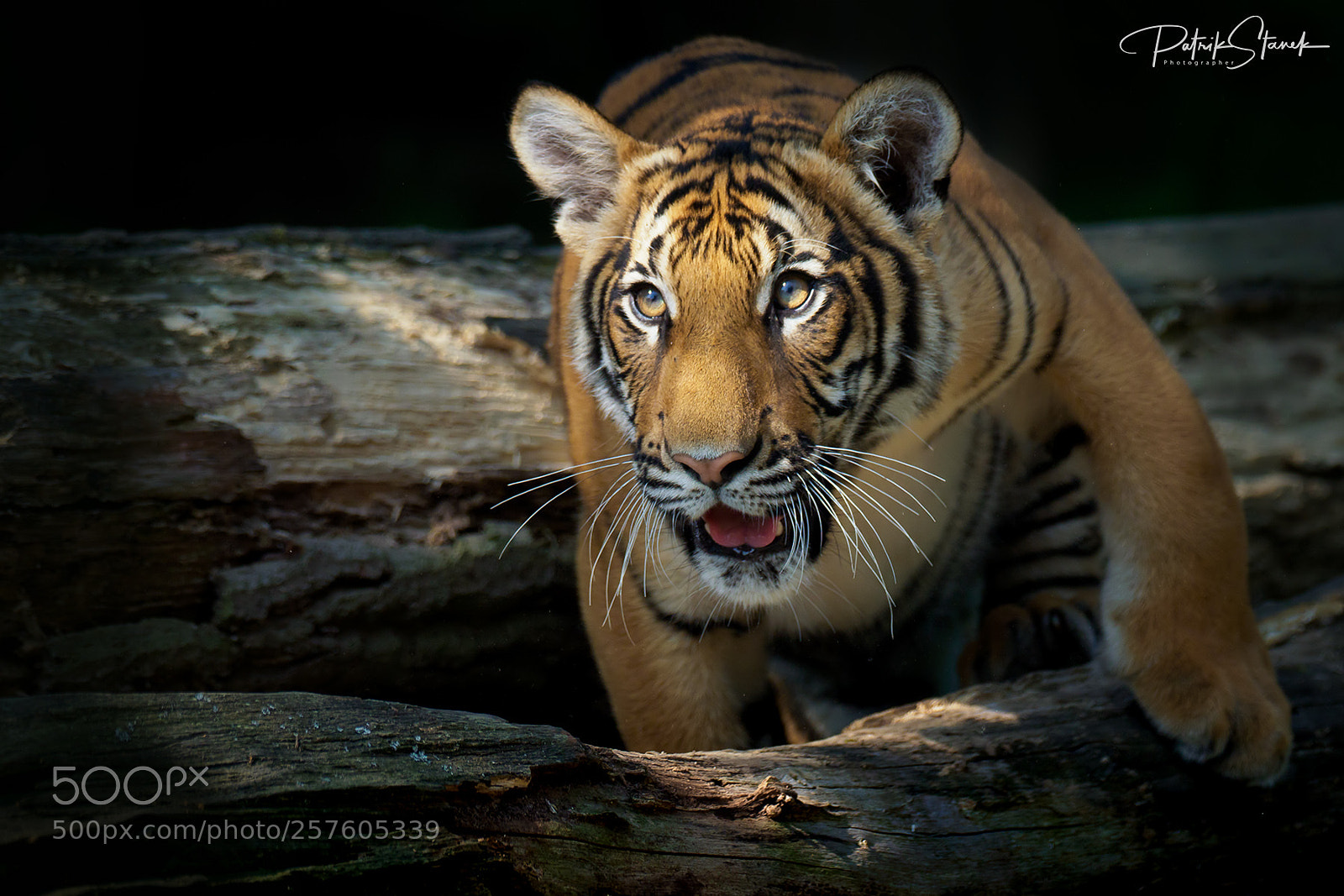 Olympus OM-D E-M1 Mark II sample photo. Young malaysian tiger photography
