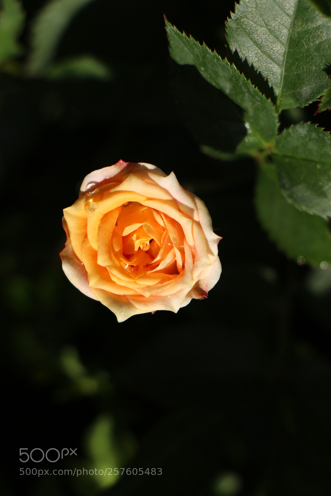 Canon EOS 700D (EOS Rebel T5i / EOS Kiss X7i) sample photo. Untitled photography