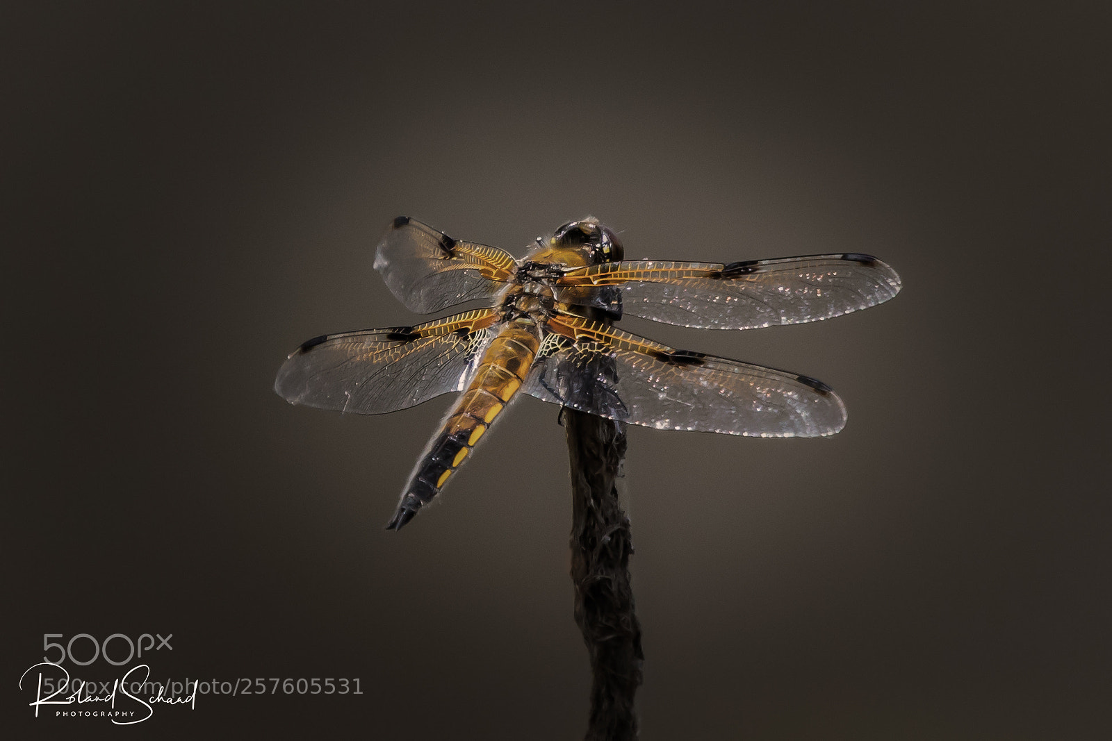 Canon EOS 5D Mark IV sample photo. Four spot dragonfly photography
