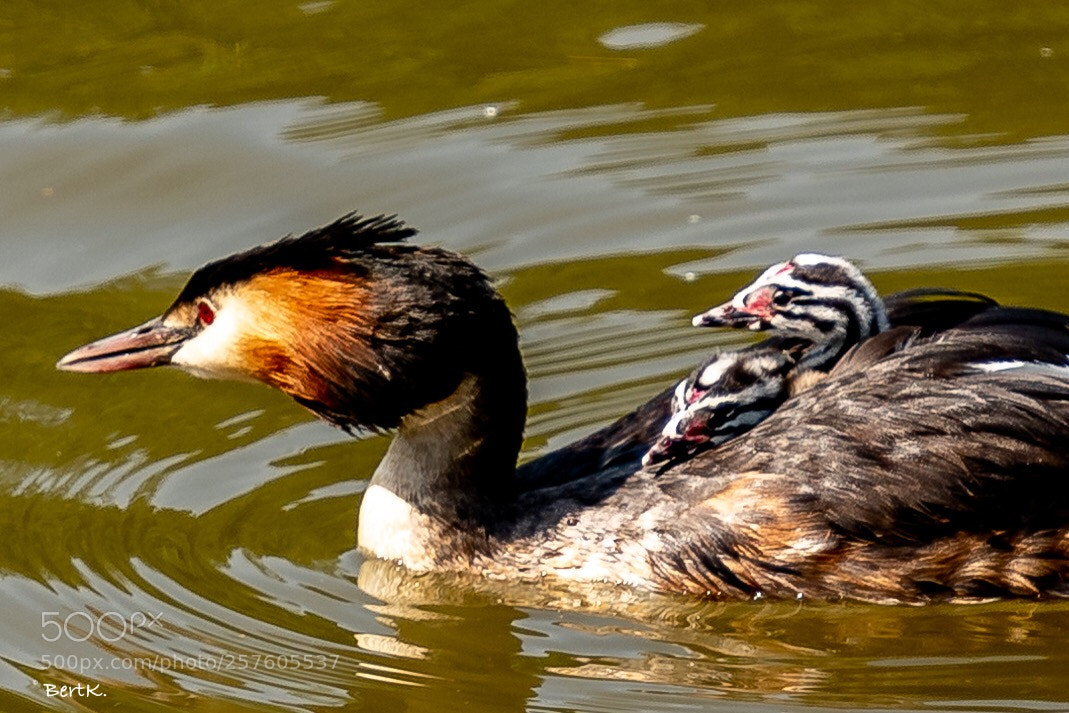 Nikon D500 sample photo. Grebe photography