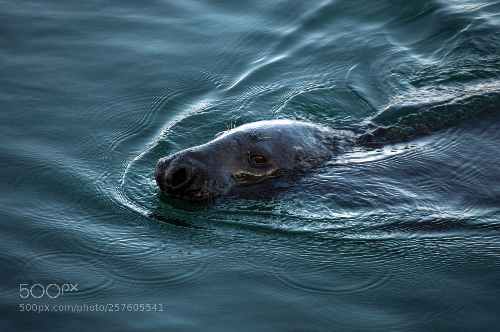 Nikon D3200 sample photo. Seal in the harbour photography