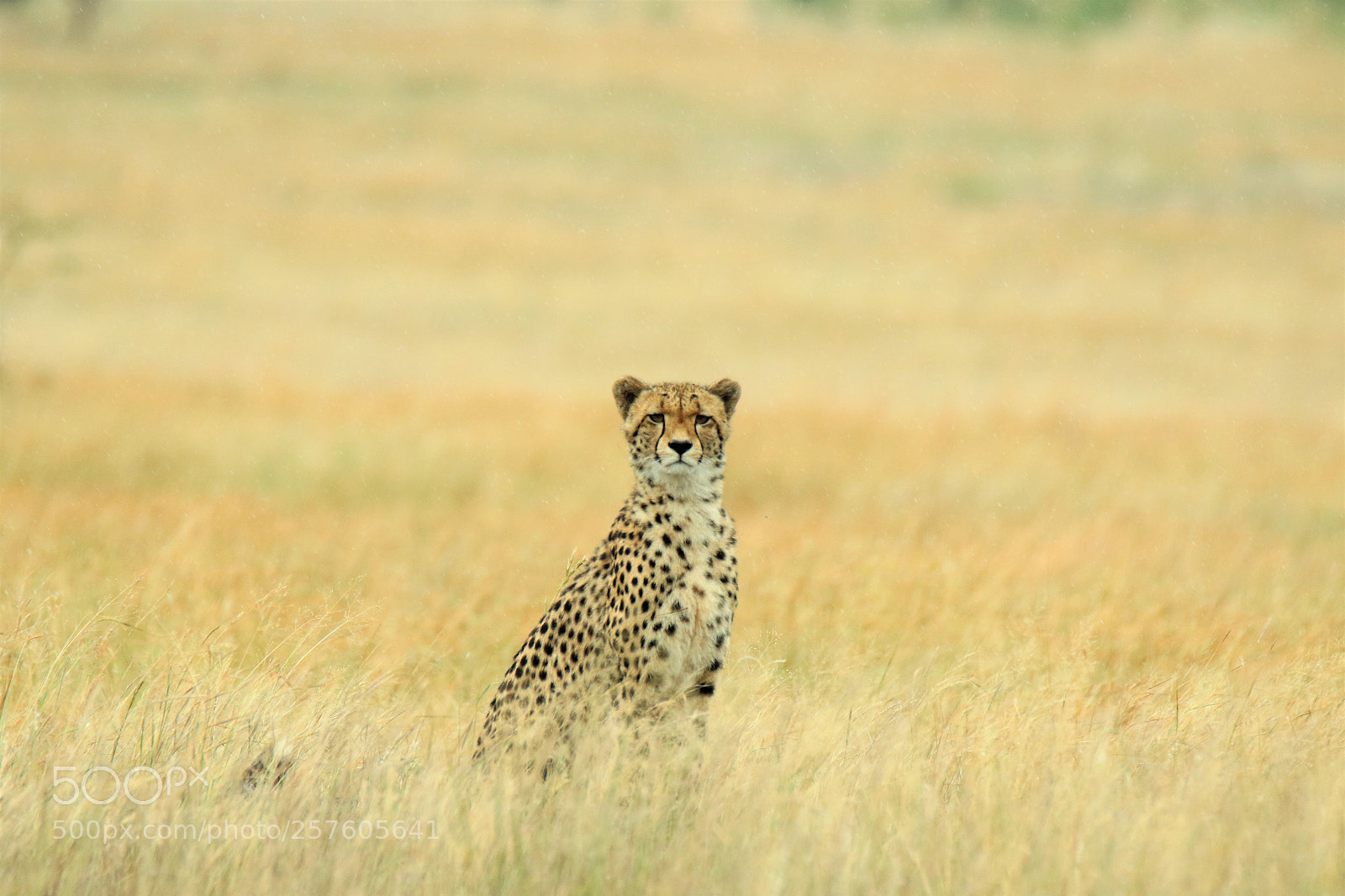 Canon EOS 7D Mark II sample photo. Cheetah photography