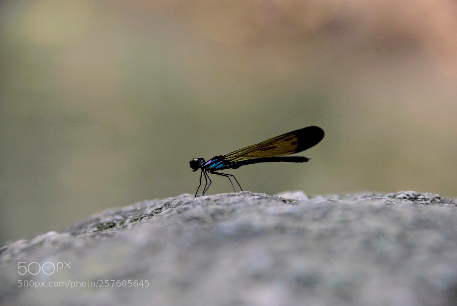 Nikon D80 sample photo. Dragonfly photography