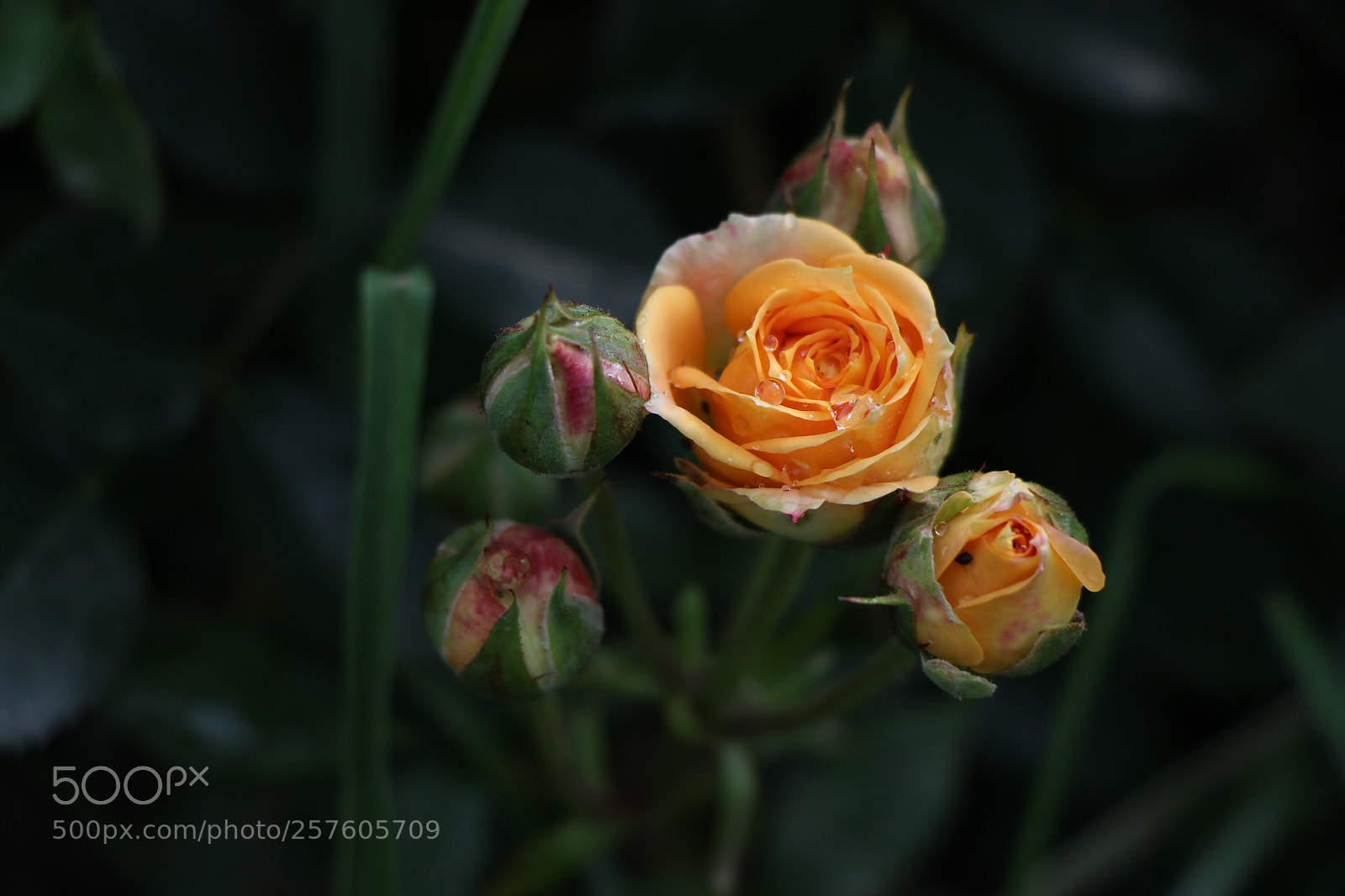Canon EOS 700D (EOS Rebel T5i / EOS Kiss X7i) sample photo. Untitled photography