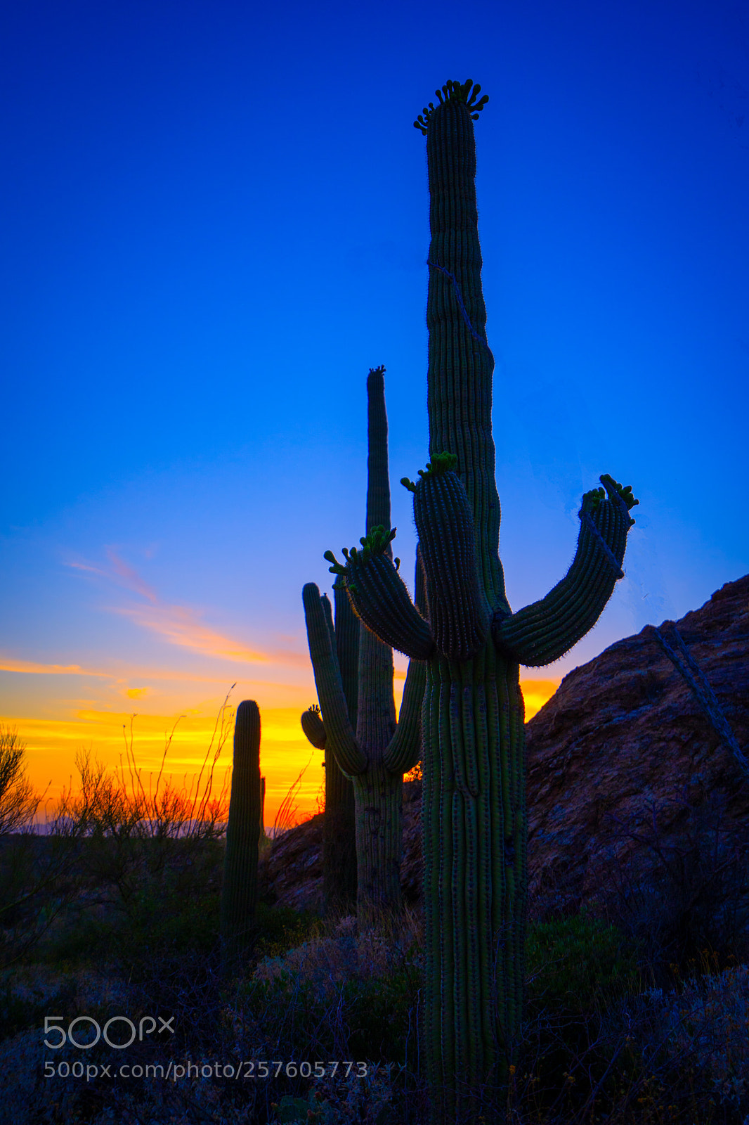 Sony a7 III sample photo. Silhoutette sunset photography