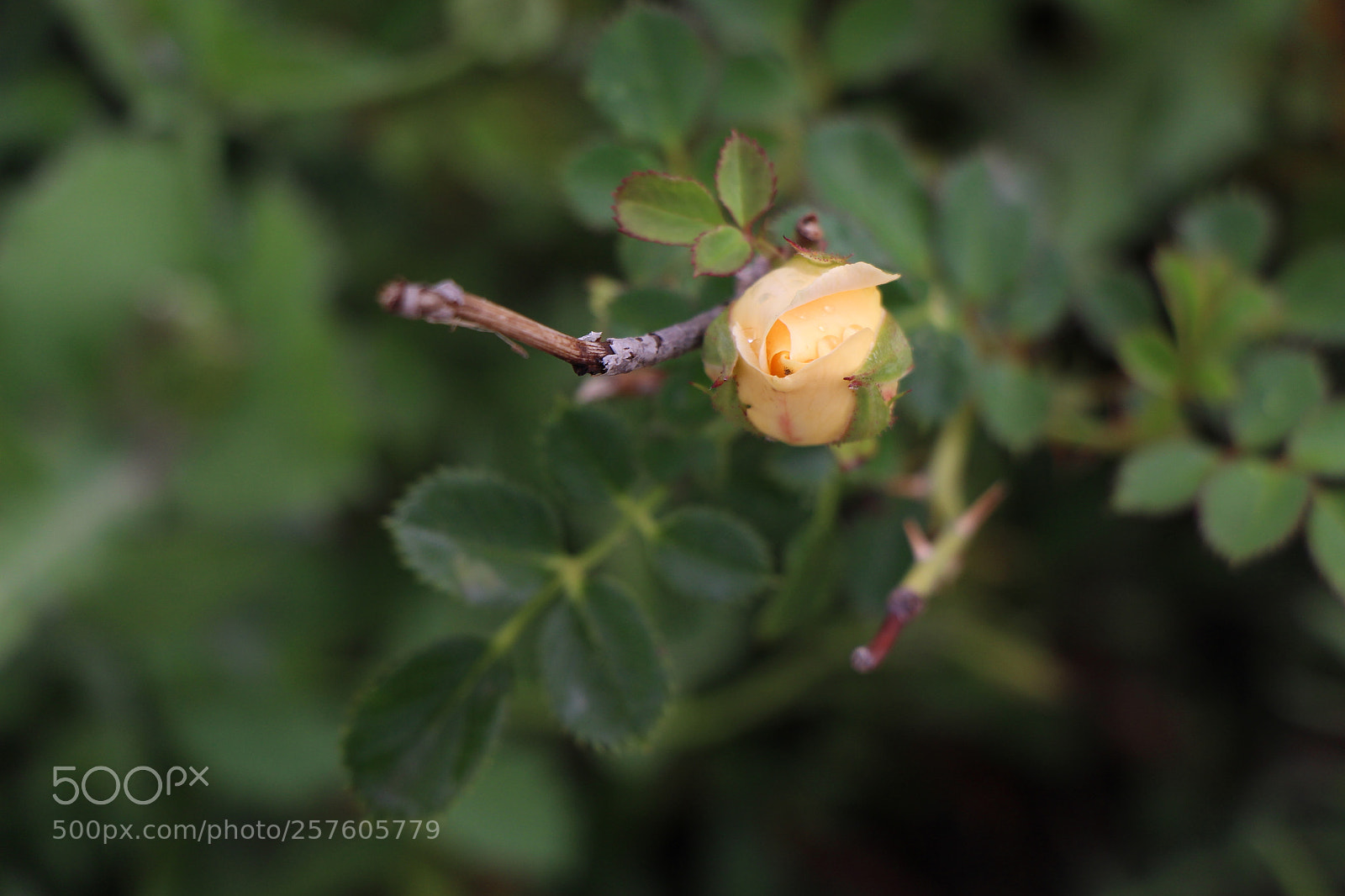 Canon EOS 700D (EOS Rebel T5i / EOS Kiss X7i) sample photo. Untitled photography
