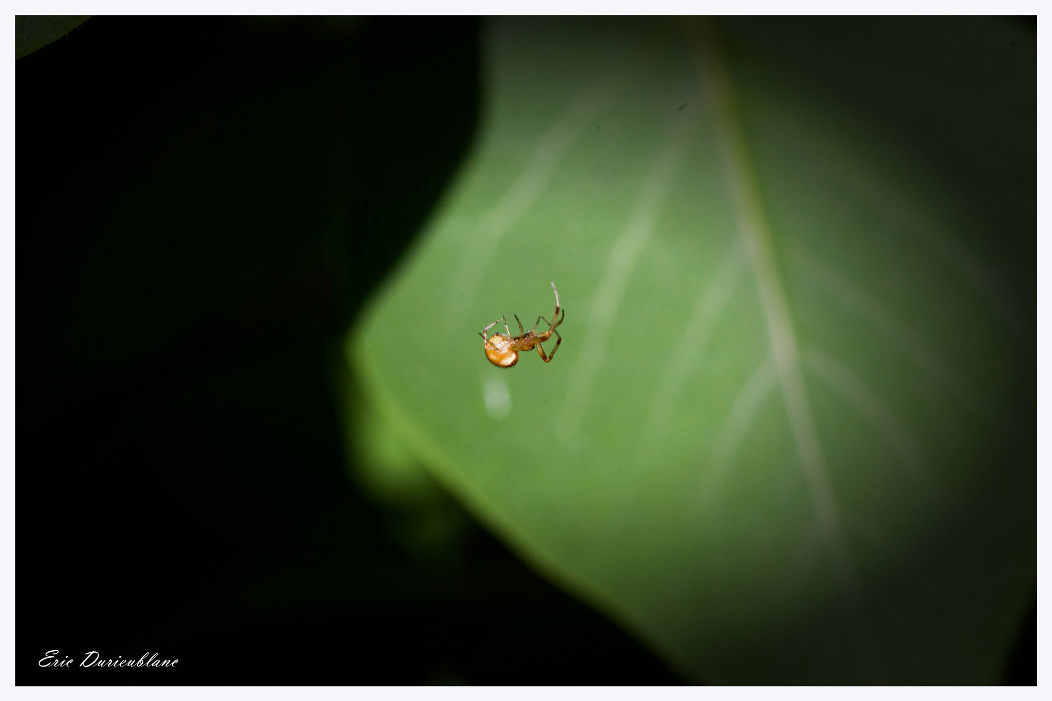 Canon EOS-1D Mark II sample photo