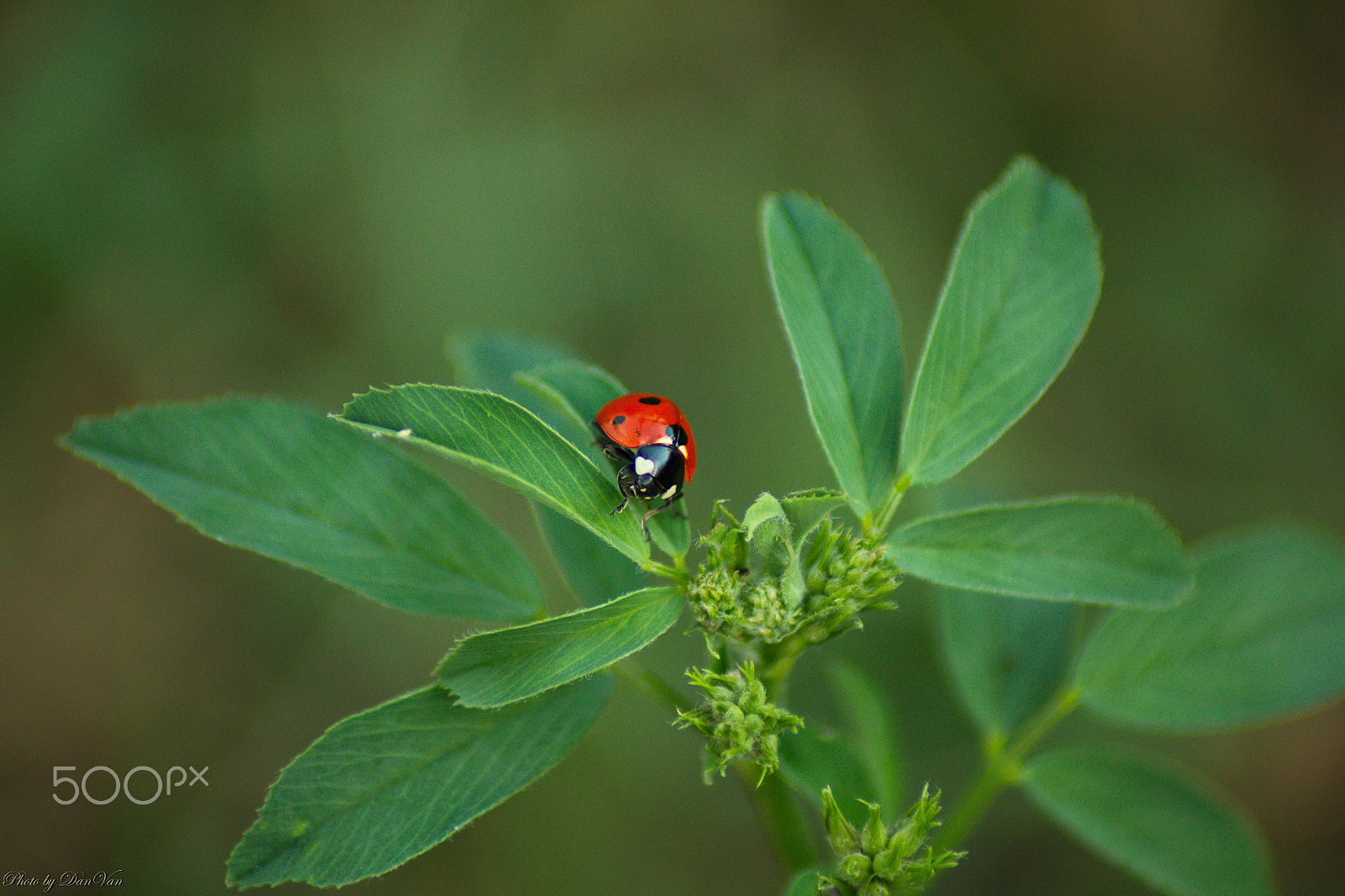 Canon EOS 1300D (EOS Rebel T6 / EOS Kiss X80) sample photo. Ladybug photography