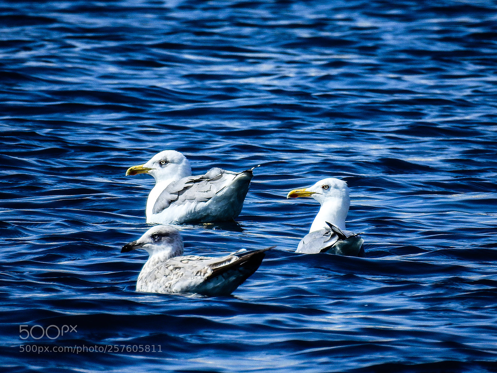Nikon Coolpix P900 sample photo. Gulls photography