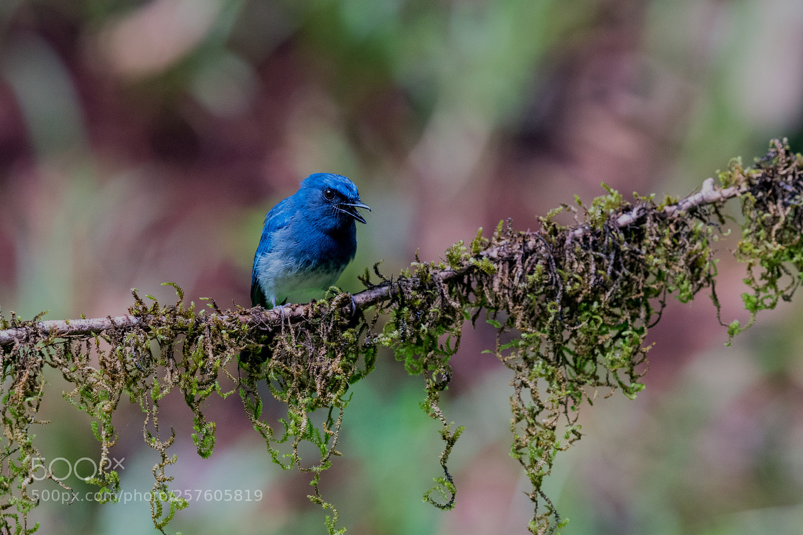 Nikon D500 sample photo. Black-naped monarch photography