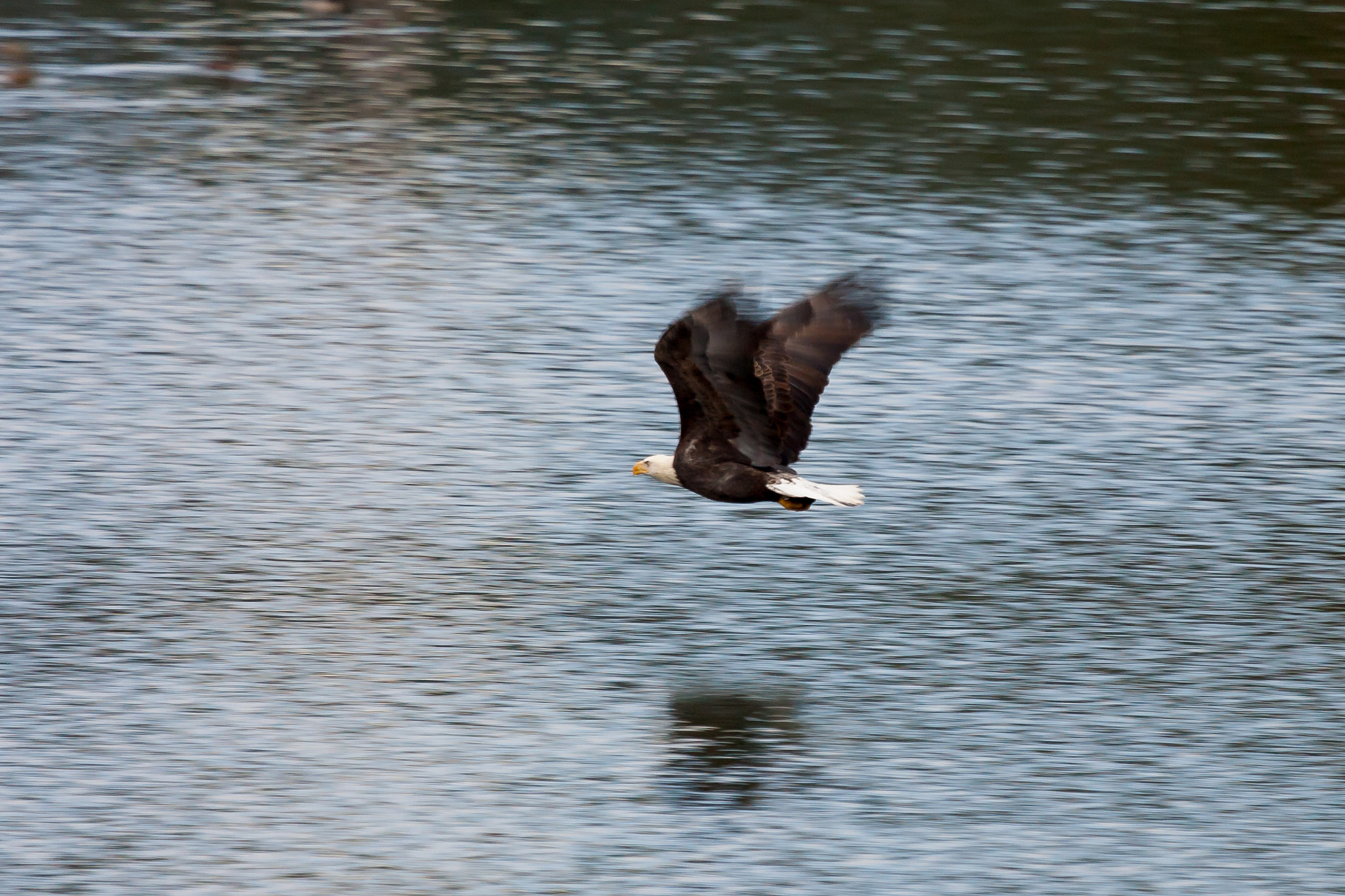 Canon EOS-1D Mark II sample photo. Bald eagle, lake gregory 4468 photography