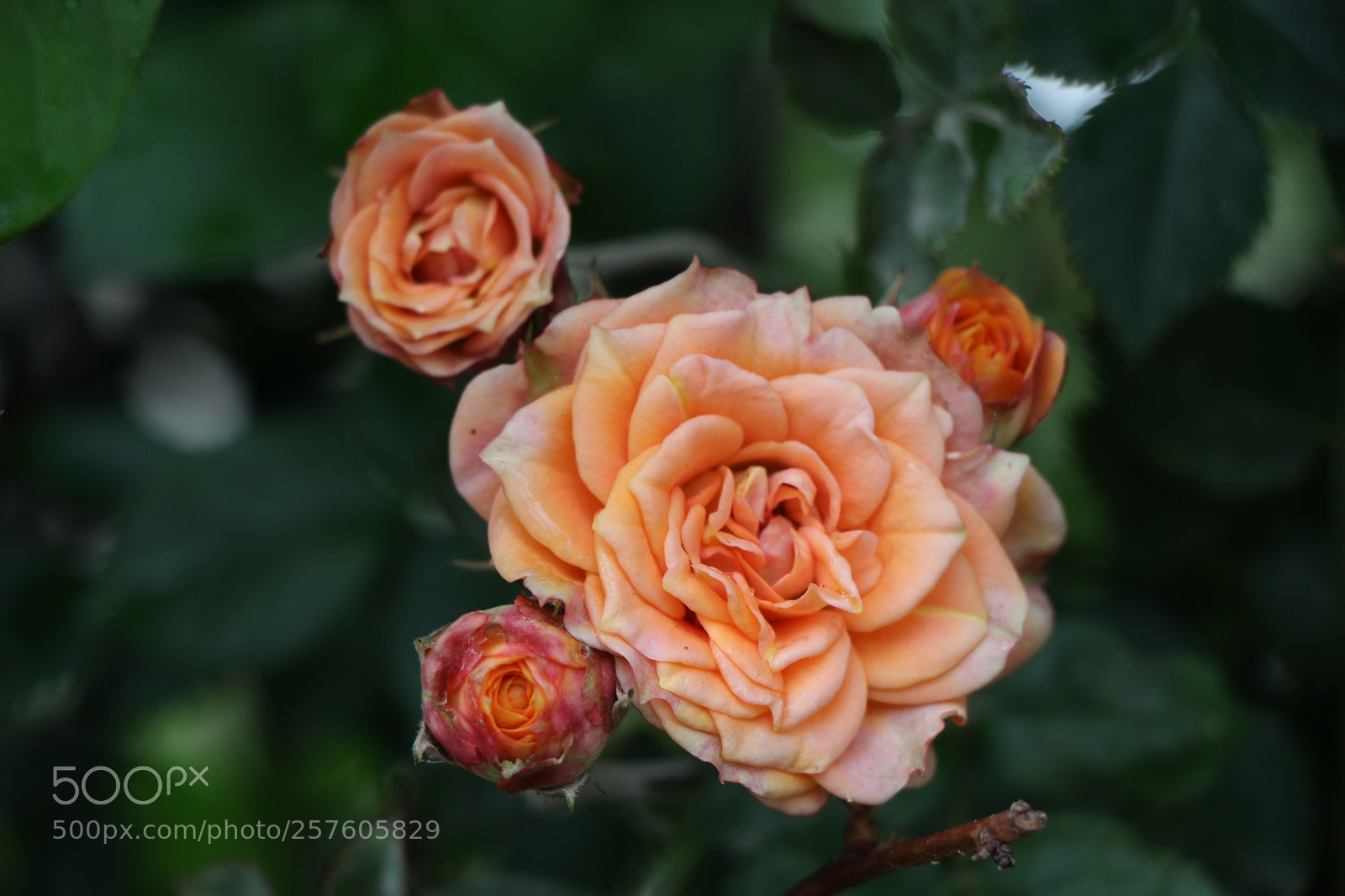 Canon EOS 700D (EOS Rebel T5i / EOS Kiss X7i) sample photo. Untitled photography