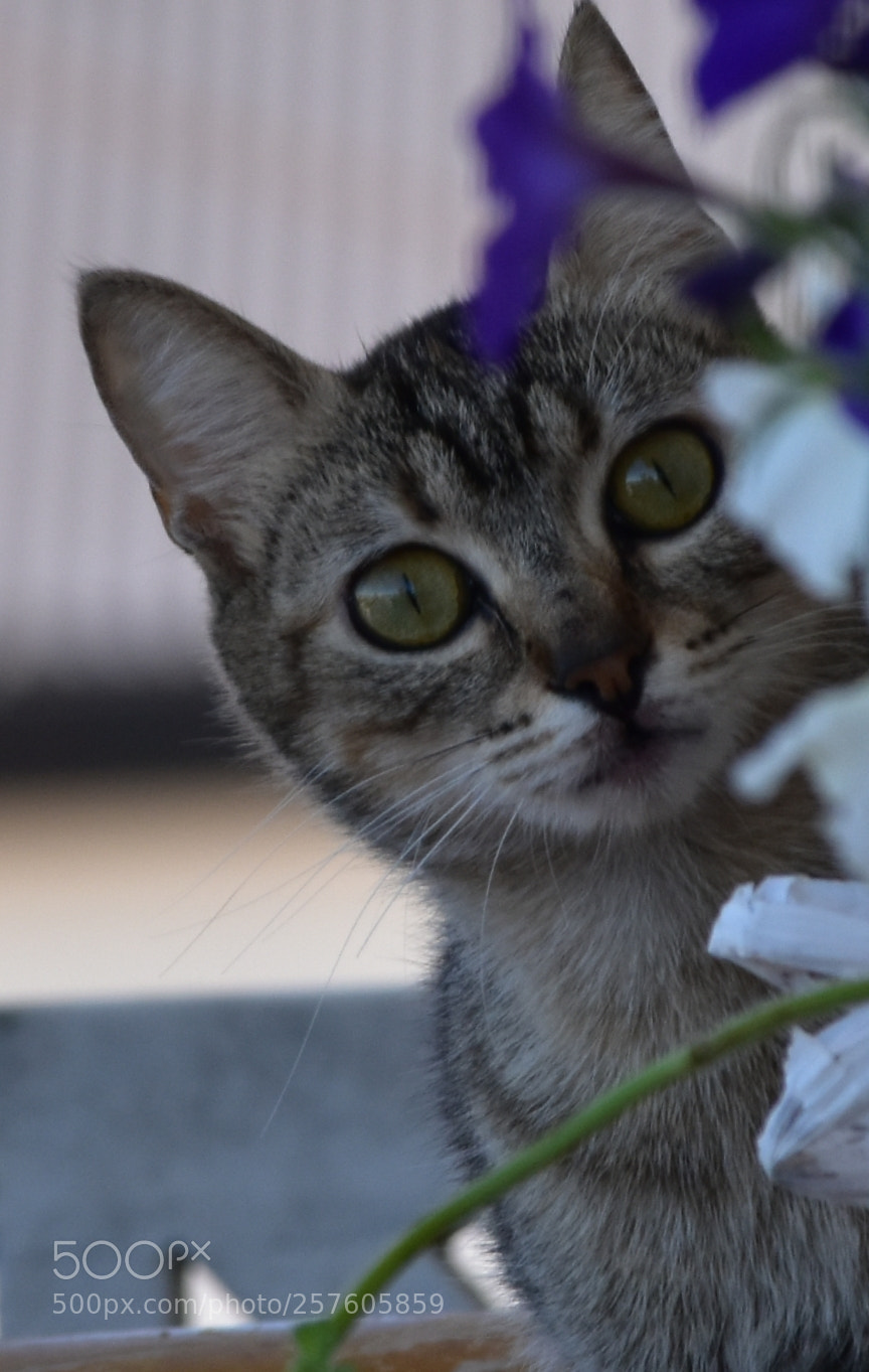 Nikon D5600 sample photo. Untitled photography