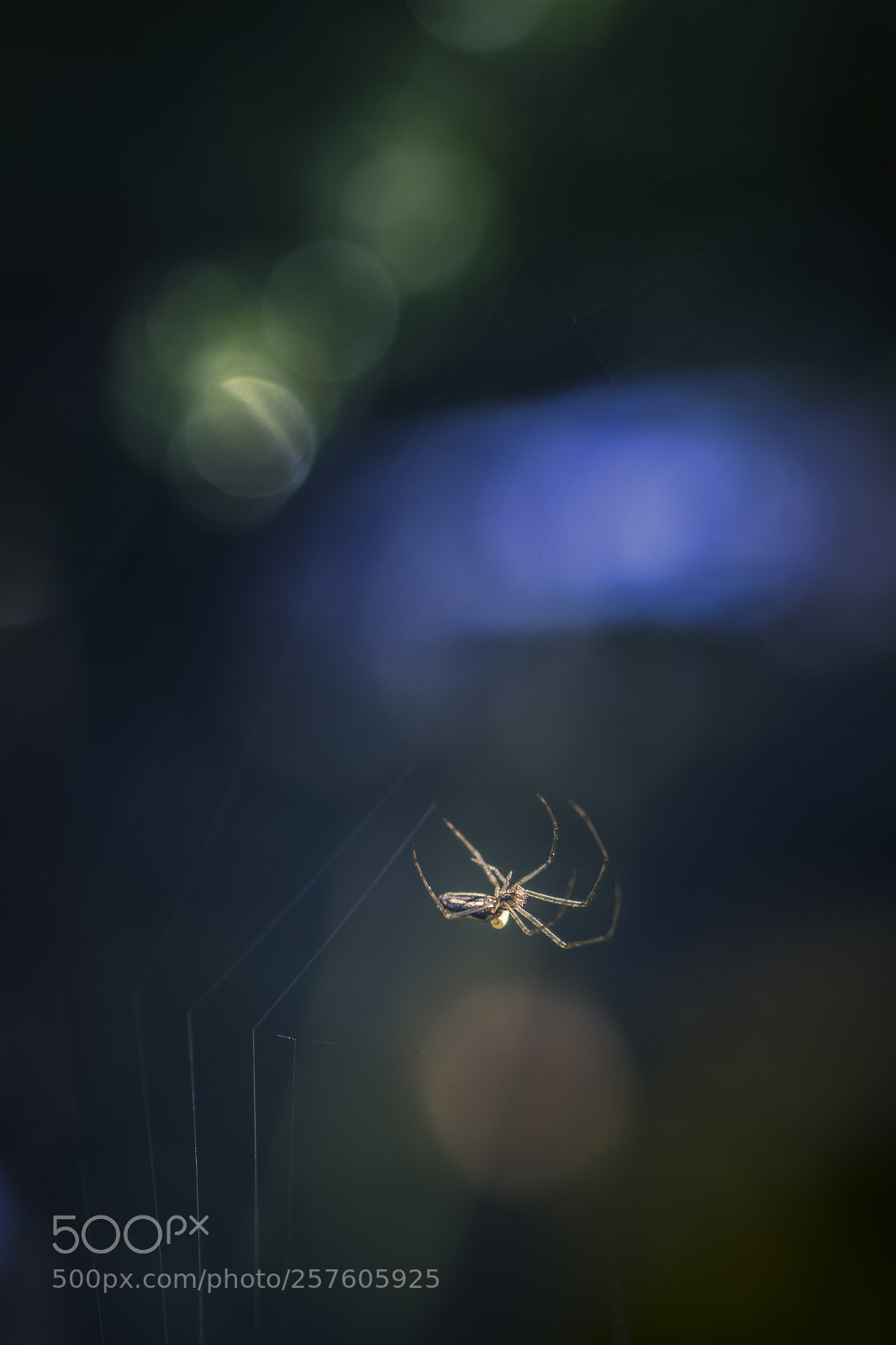 Nikon D7200 sample photo. Spider photography