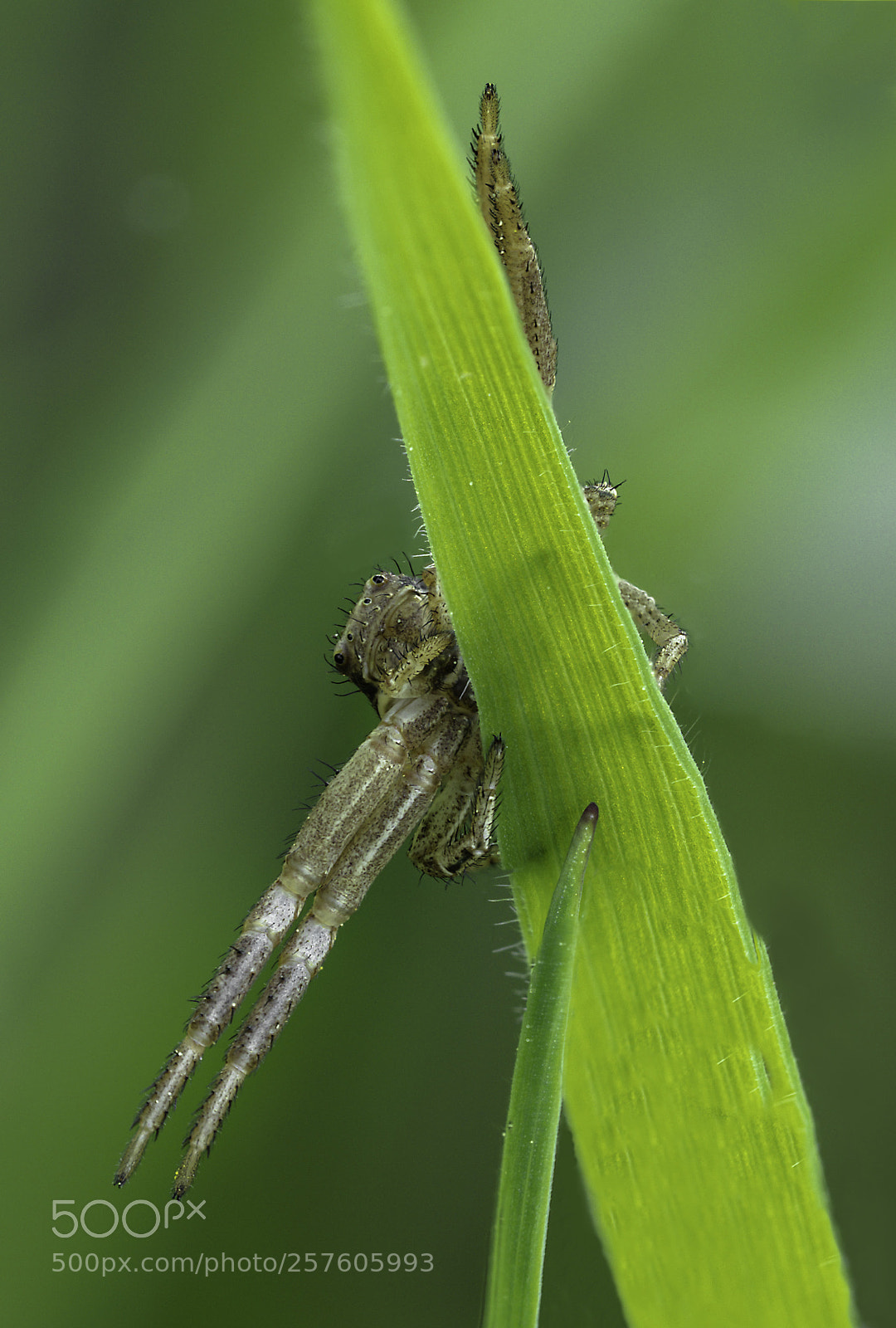Olympus OM-D E-M1 Mark II sample photo. Thomisidae photography
