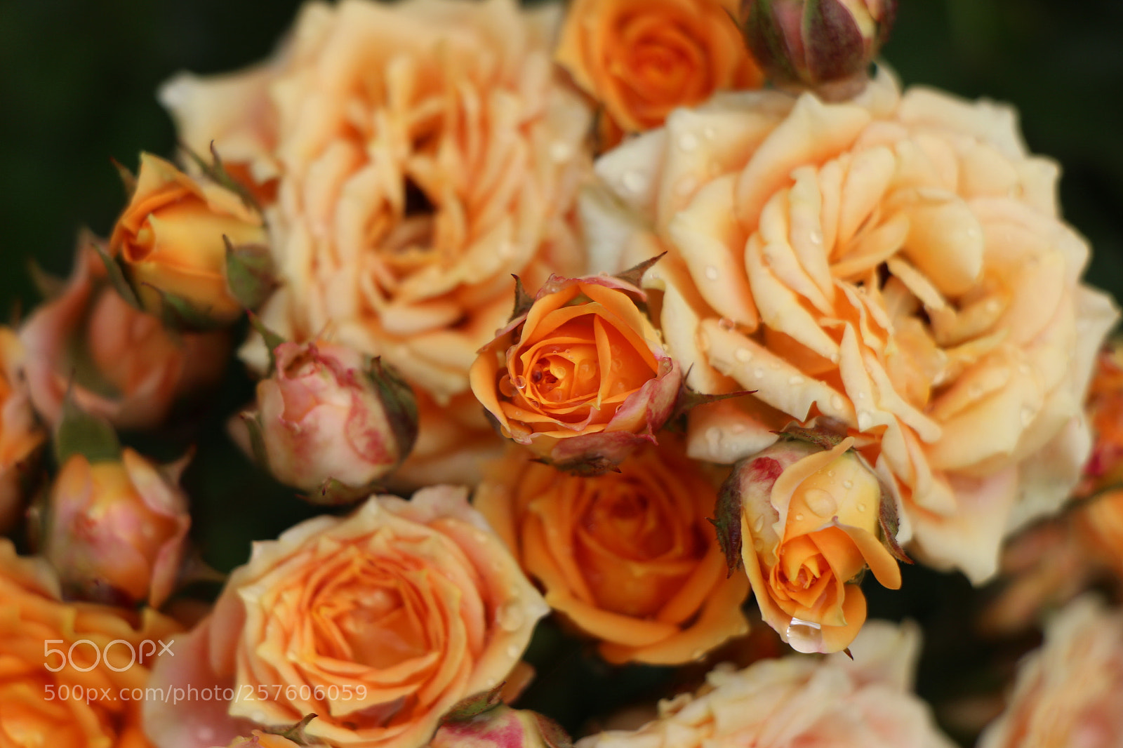 Canon EOS 700D (EOS Rebel T5i / EOS Kiss X7i) sample photo. Untitled photography