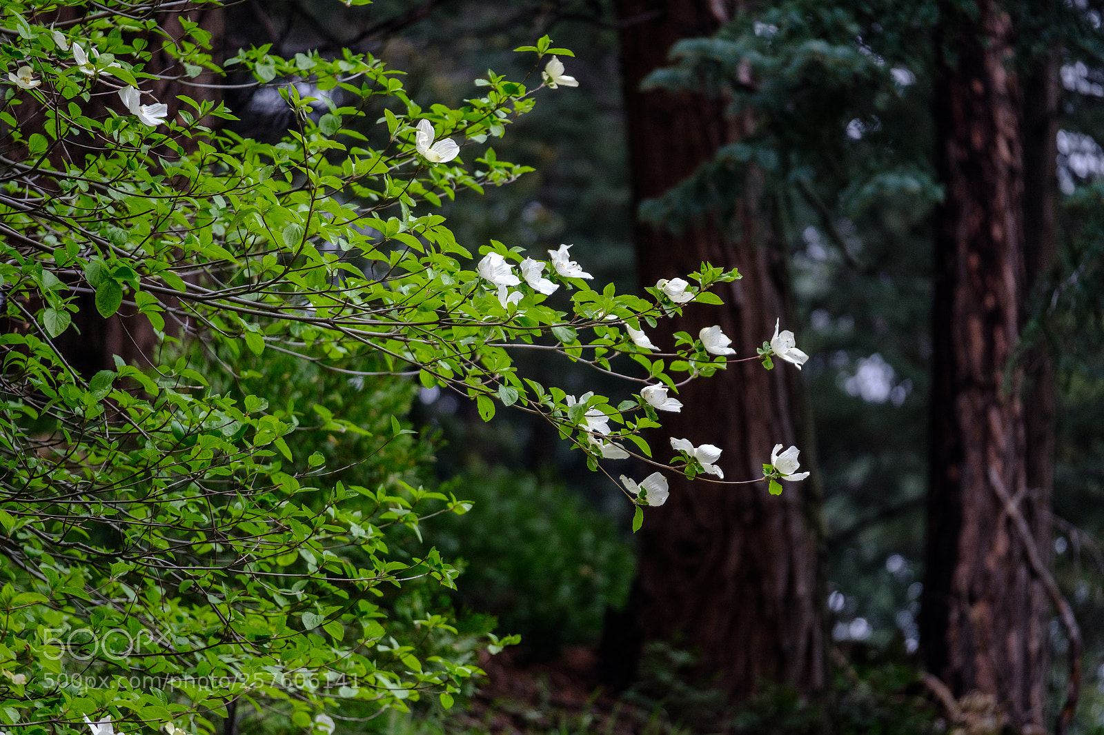 Fujifilm X-T2 sample photo. Dogwood blooms 7020 photography