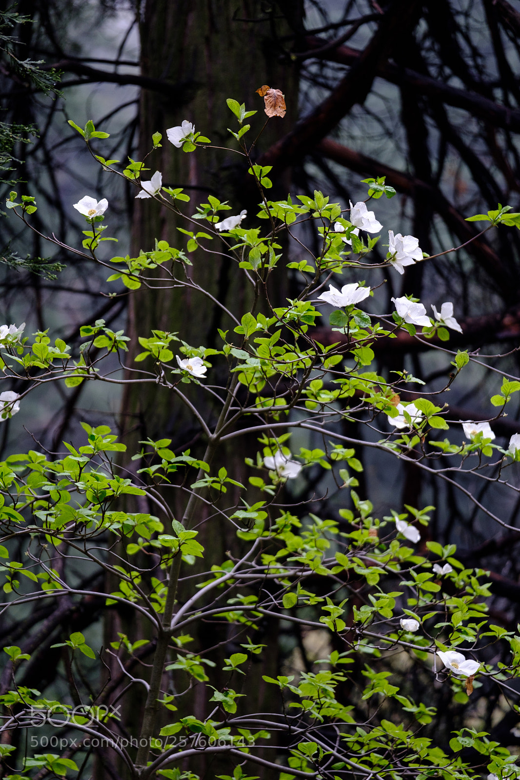 Fujifilm X-T2 sample photo. Dogwood blooms 7028 photography