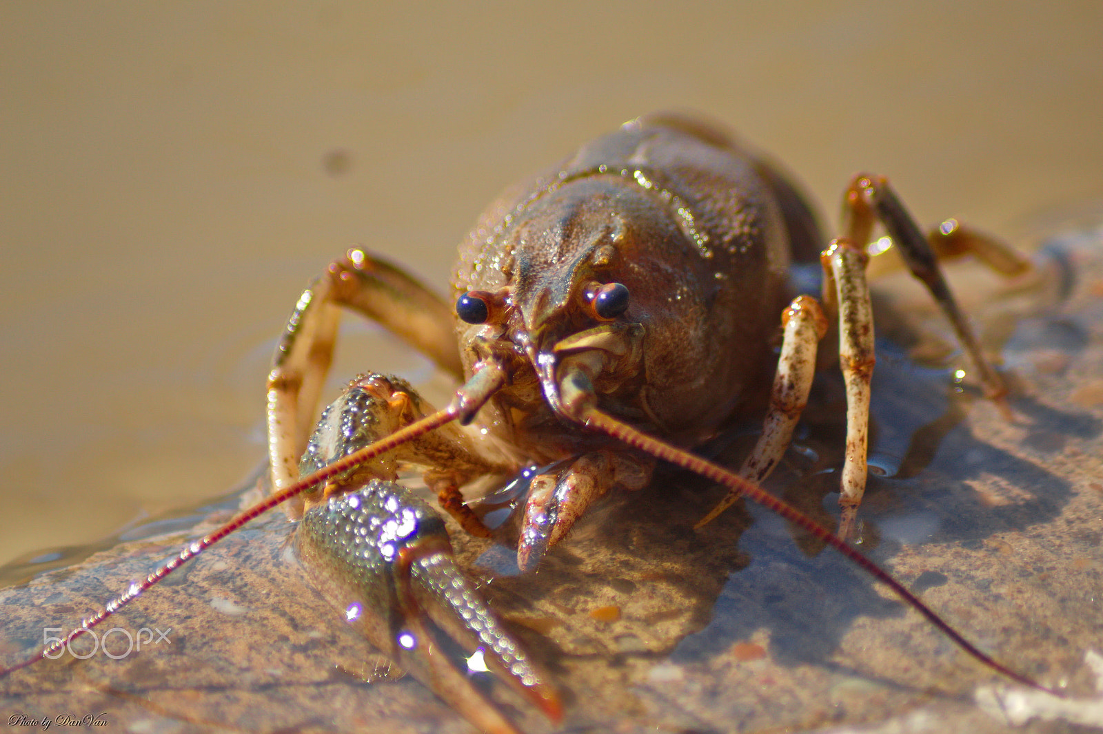 Canon EOS 1300D (EOS Rebel T6 / EOS Kiss X80) sample photo. Crayfish photography
