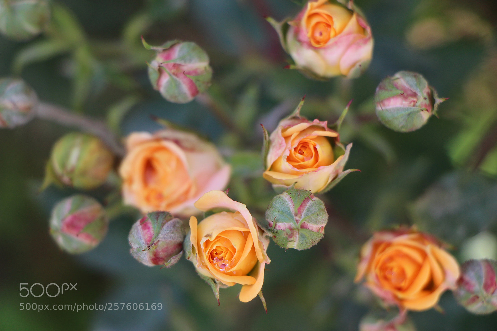 Canon EOS 700D (EOS Rebel T5i / EOS Kiss X7i) sample photo. Untitled photography