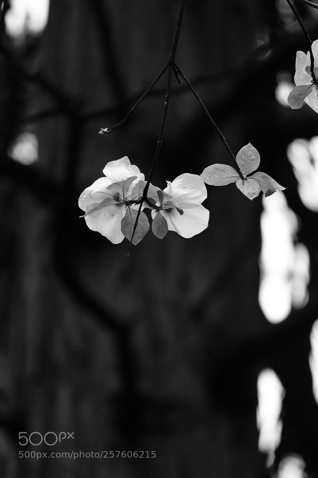 Fujifilm X-T2 sample photo. Dogwood blooms 7032 photography