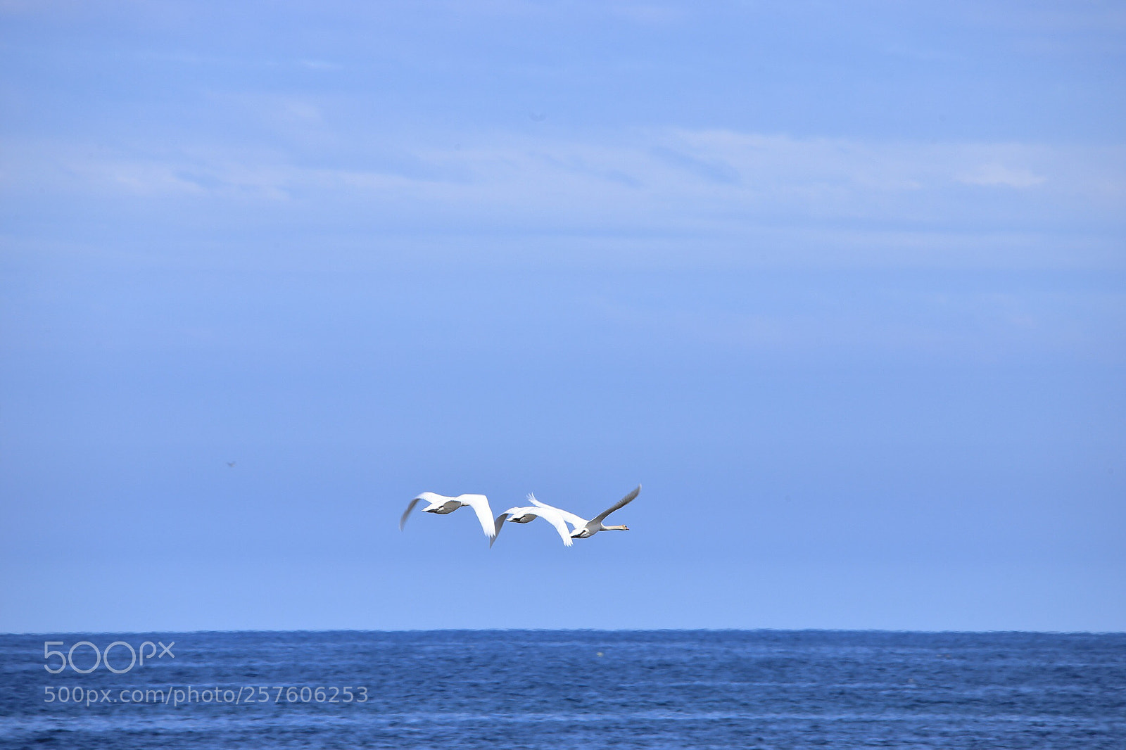 Canon EOS 6D Mark II sample photo. Swans photography