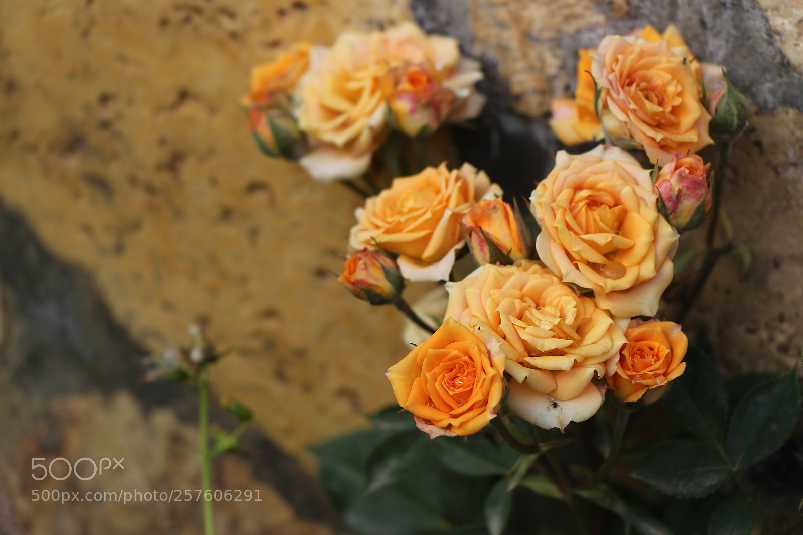 Canon EOS 700D (EOS Rebel T5i / EOS Kiss X7i) sample photo. Untitled photography