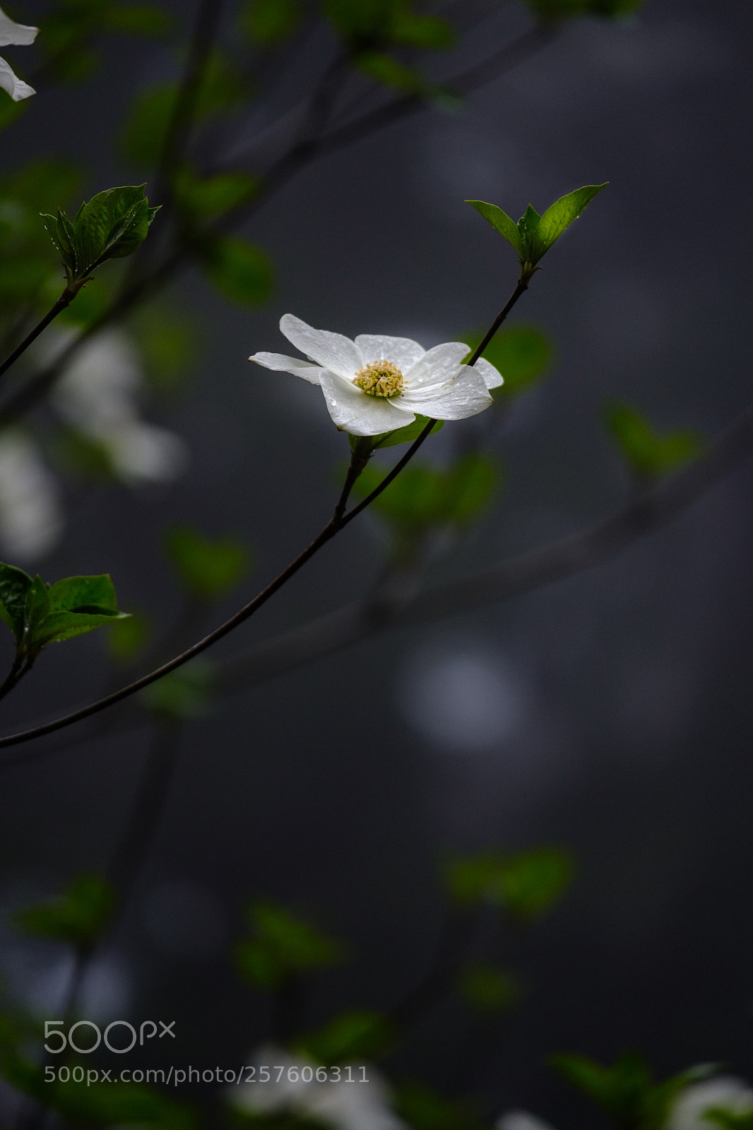 Fujifilm X-T2 sample photo. Dogwood blooms 7054 photography