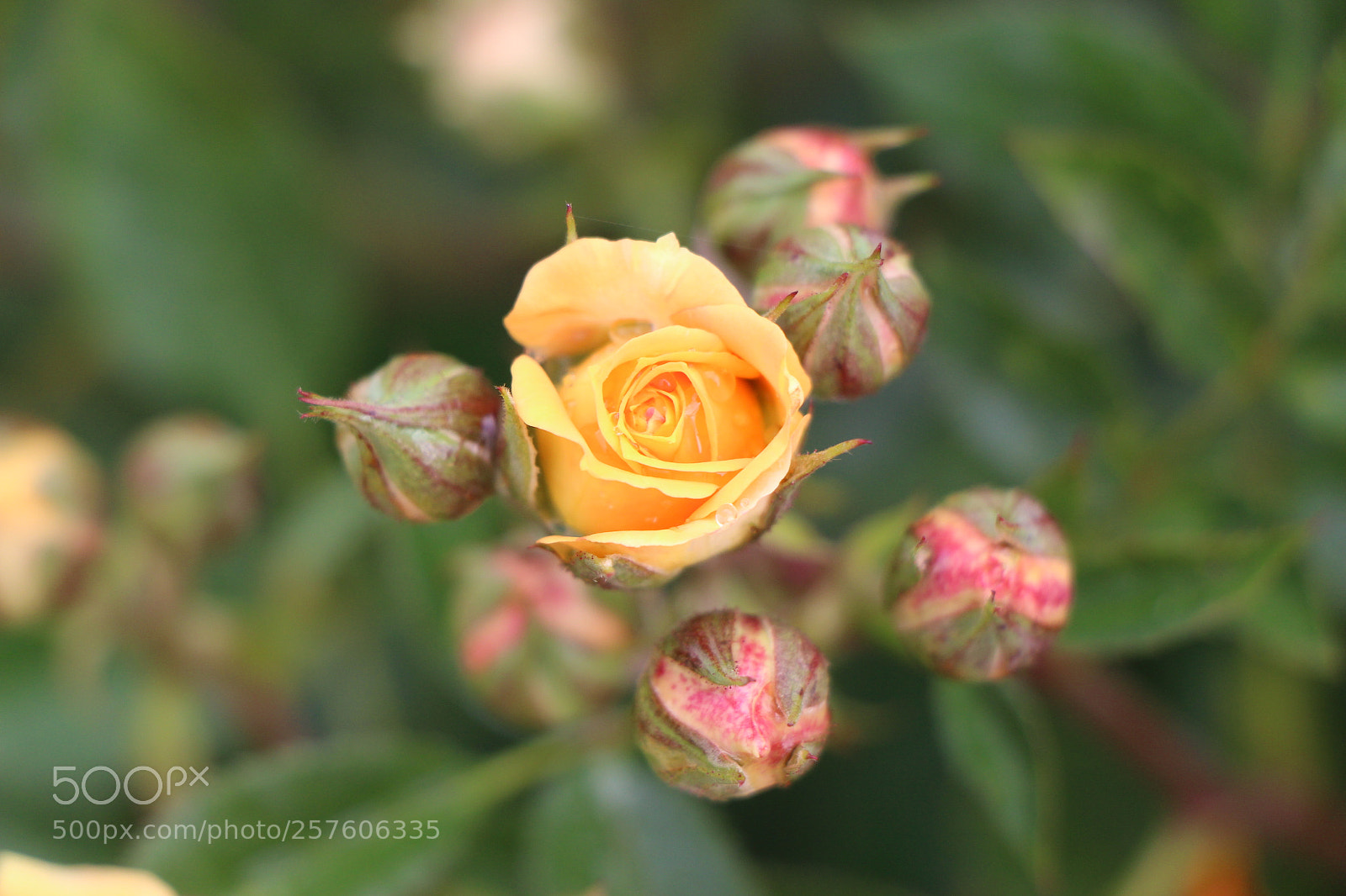Canon EOS 700D (EOS Rebel T5i / EOS Kiss X7i) sample photo. Untitled photography