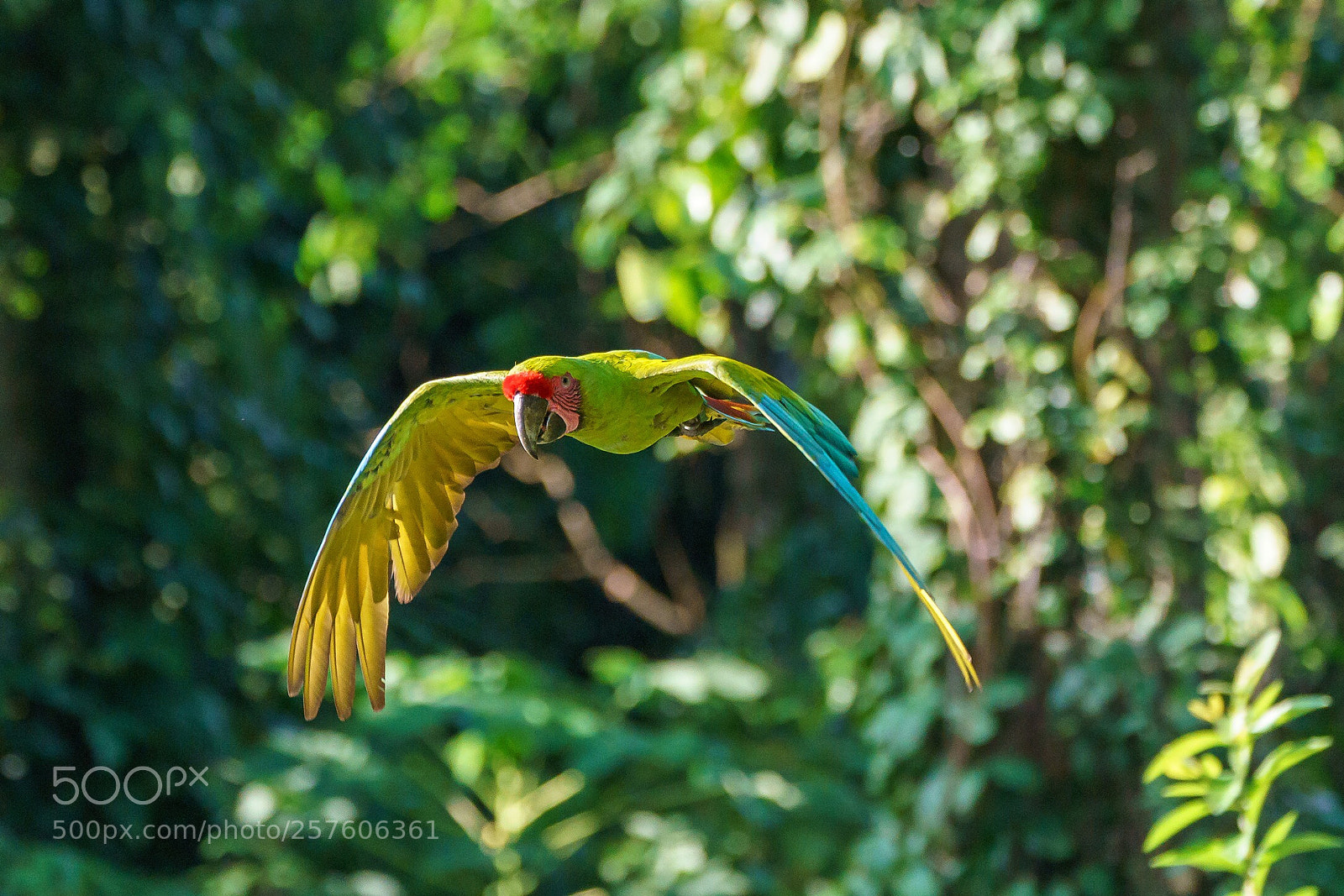 Sony a9 sample photo. Fly away photography