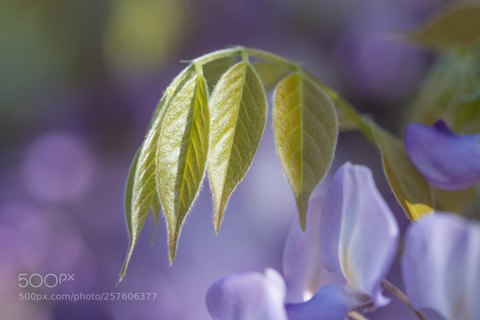 Canon EOS 6D Mark II sample photo. New leaves photography