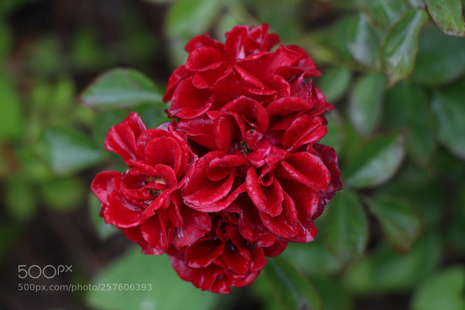 Canon EOS 700D (EOS Rebel T5i / EOS Kiss X7i) sample photo. Untitled photography